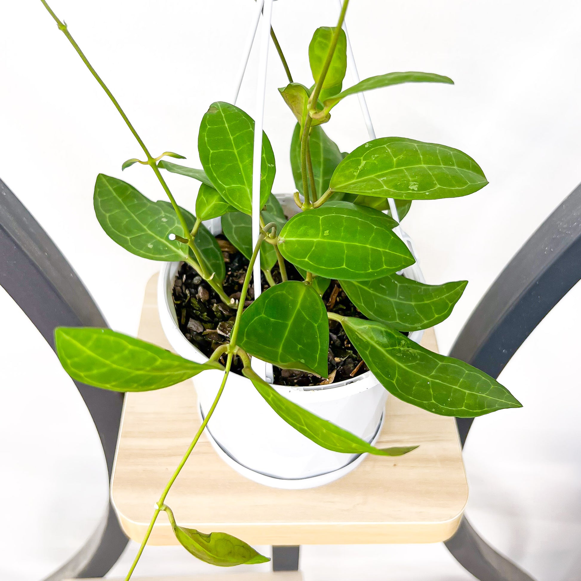 Hoya Elliptica | The Plant Boys