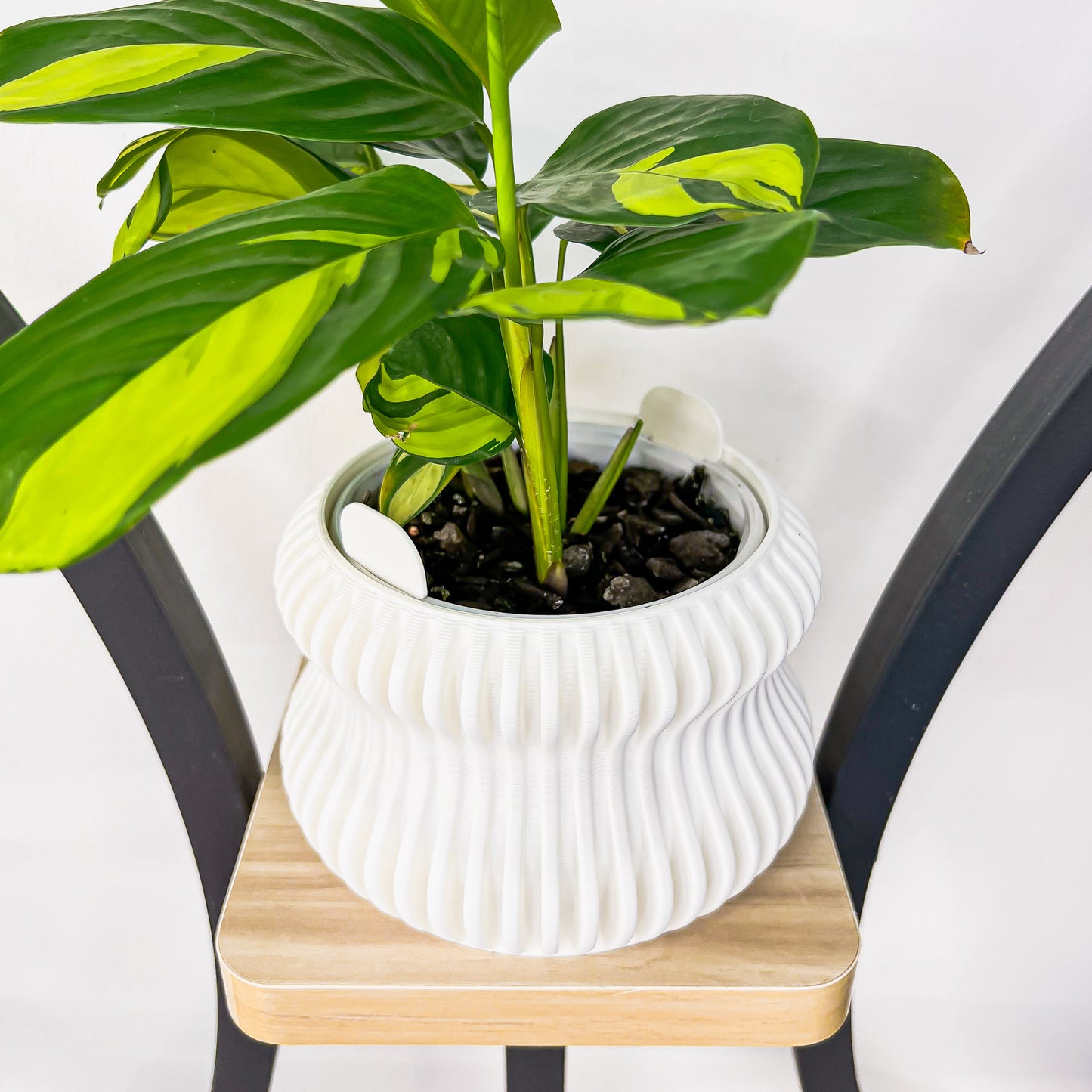 Selene Planter | The Plant Boys