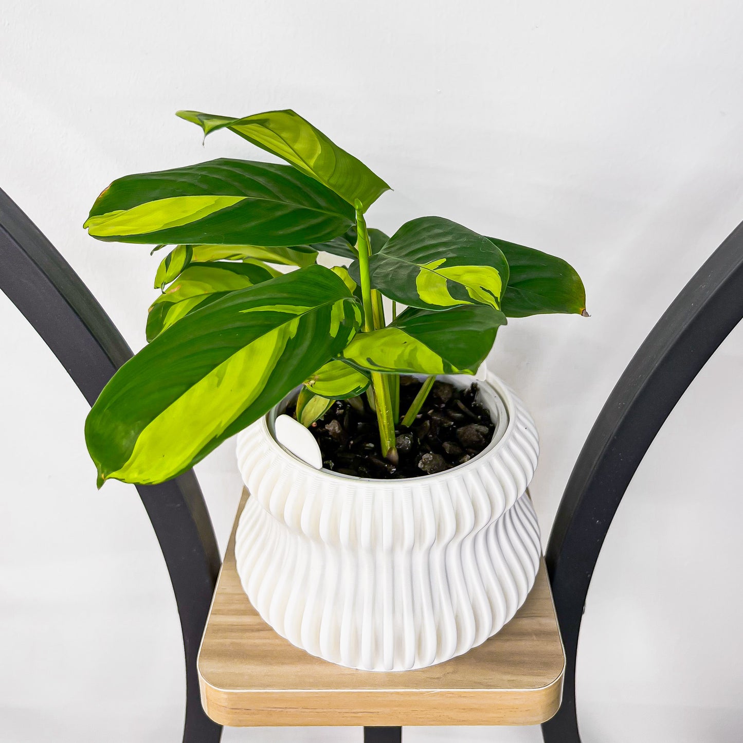 Selene Planter | The Plant Boys
