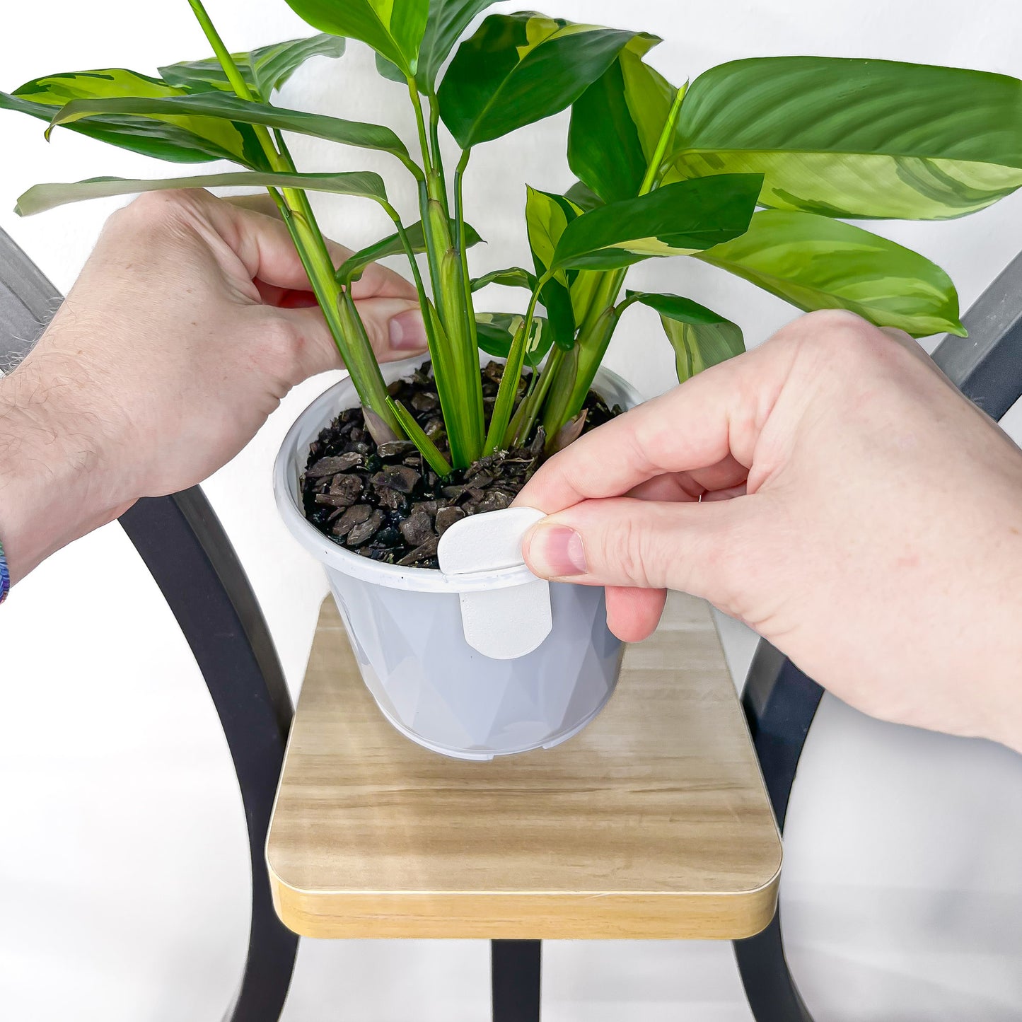 Selene Planter | The Plant Boys