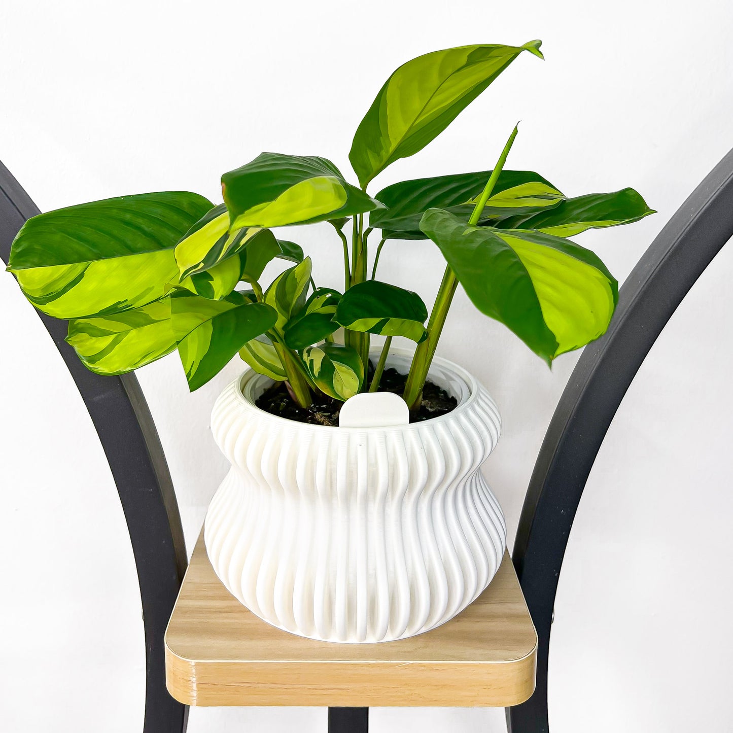 Selene Planter | The Plant Boys