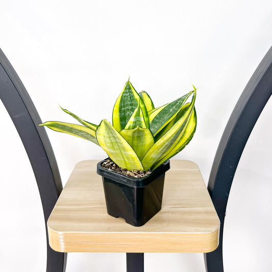 Sansevieria Golden Hahnii | The Plant Boys