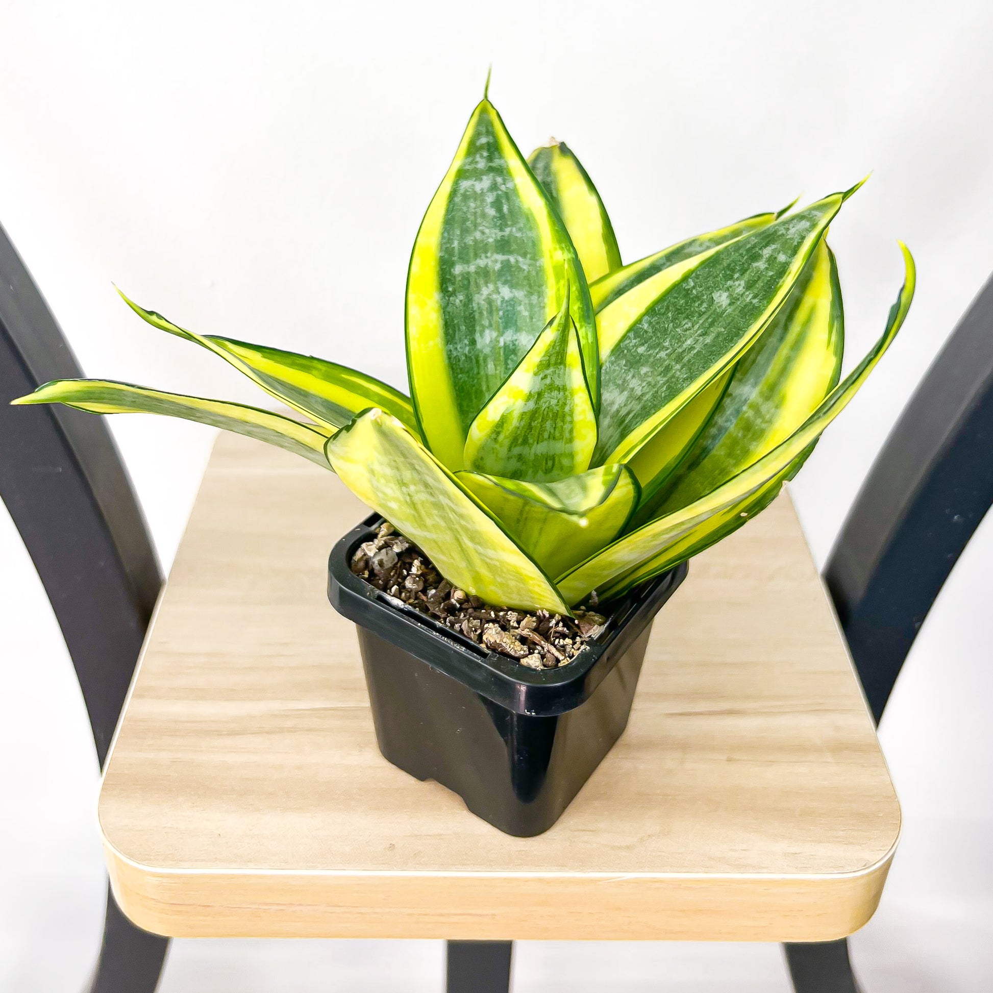 Sansevieria Golden Hahnii | The Plant Boys