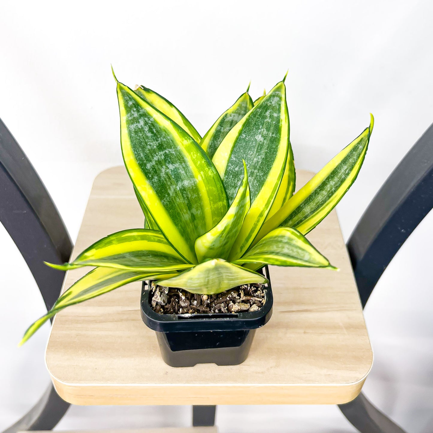 Sansevieria Golden Hahnii | The Plant Boys