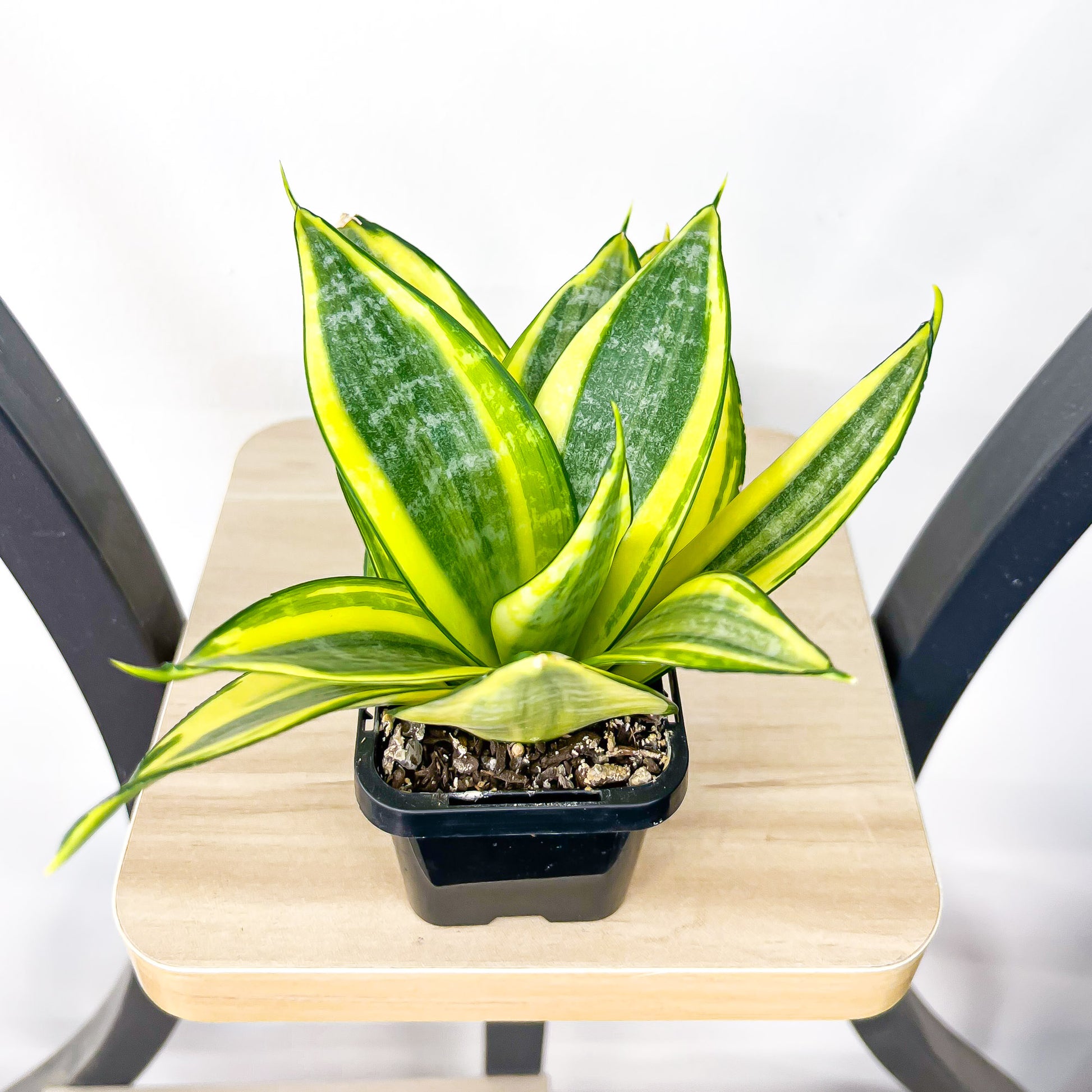Sansevieria Golden Hahnii | The Plant Boys