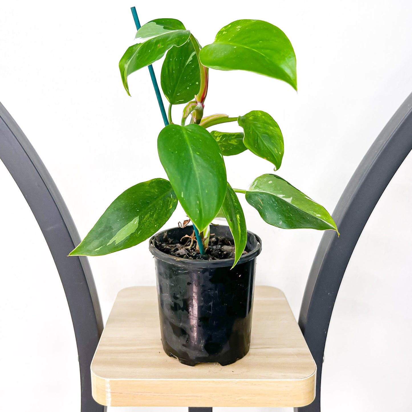 Philodendron White Princess | The Plant Boys
