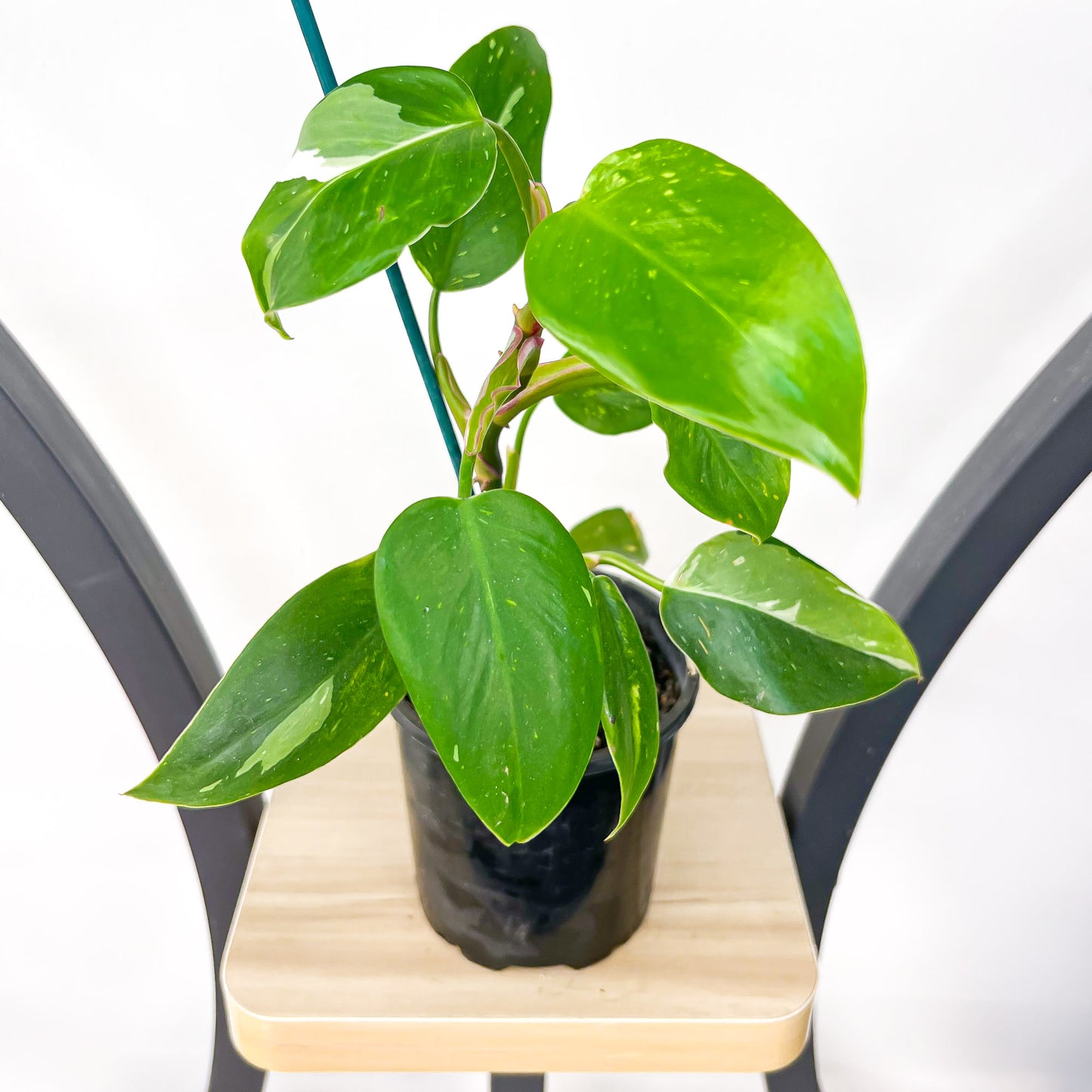 Philodendron White Princess | The Plant Boys