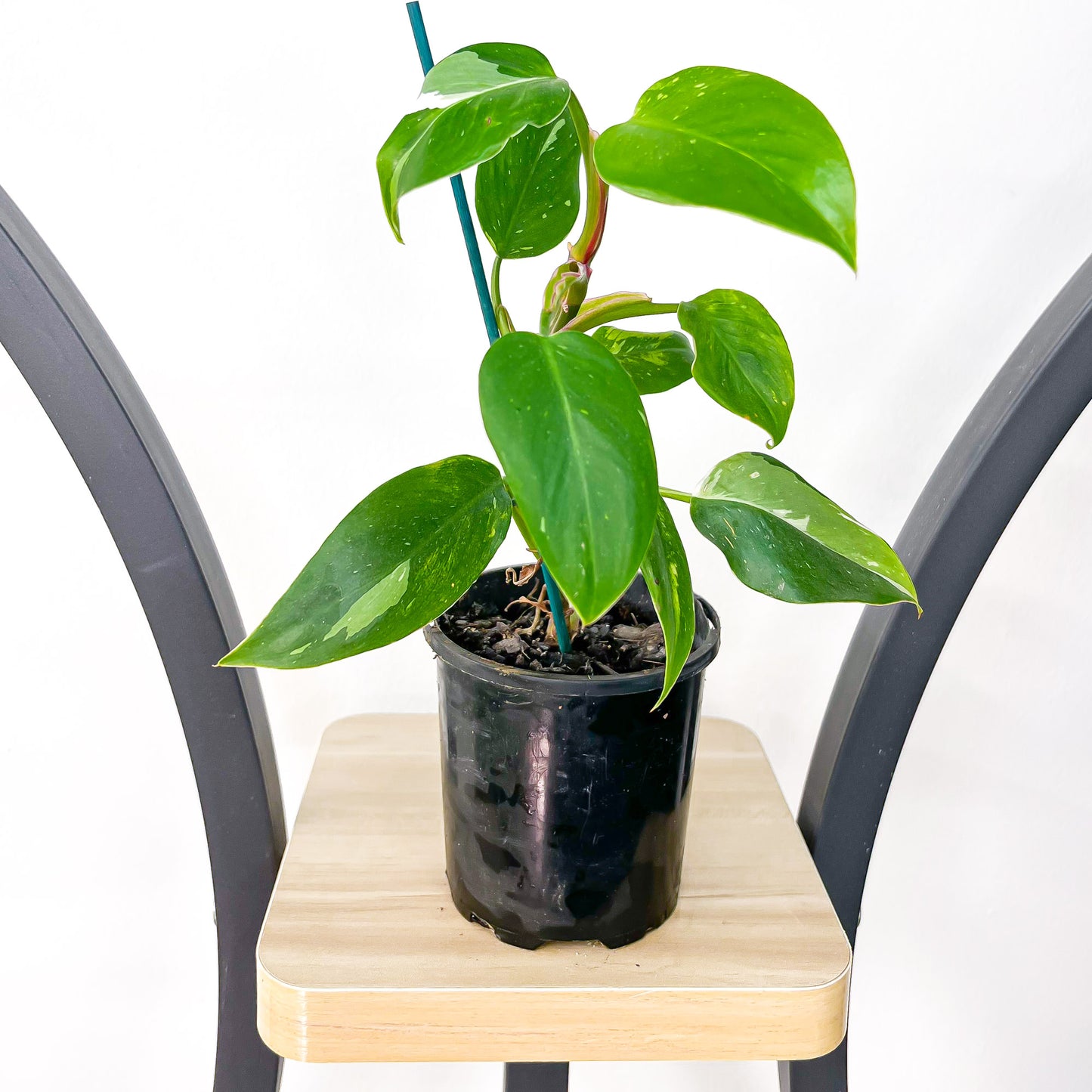 Philodendron White Princess | The Plant Boys