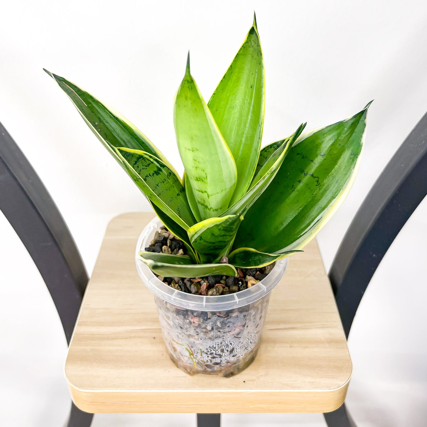 Sansevieria Silver Marginata Hahnii | The Plant Boys