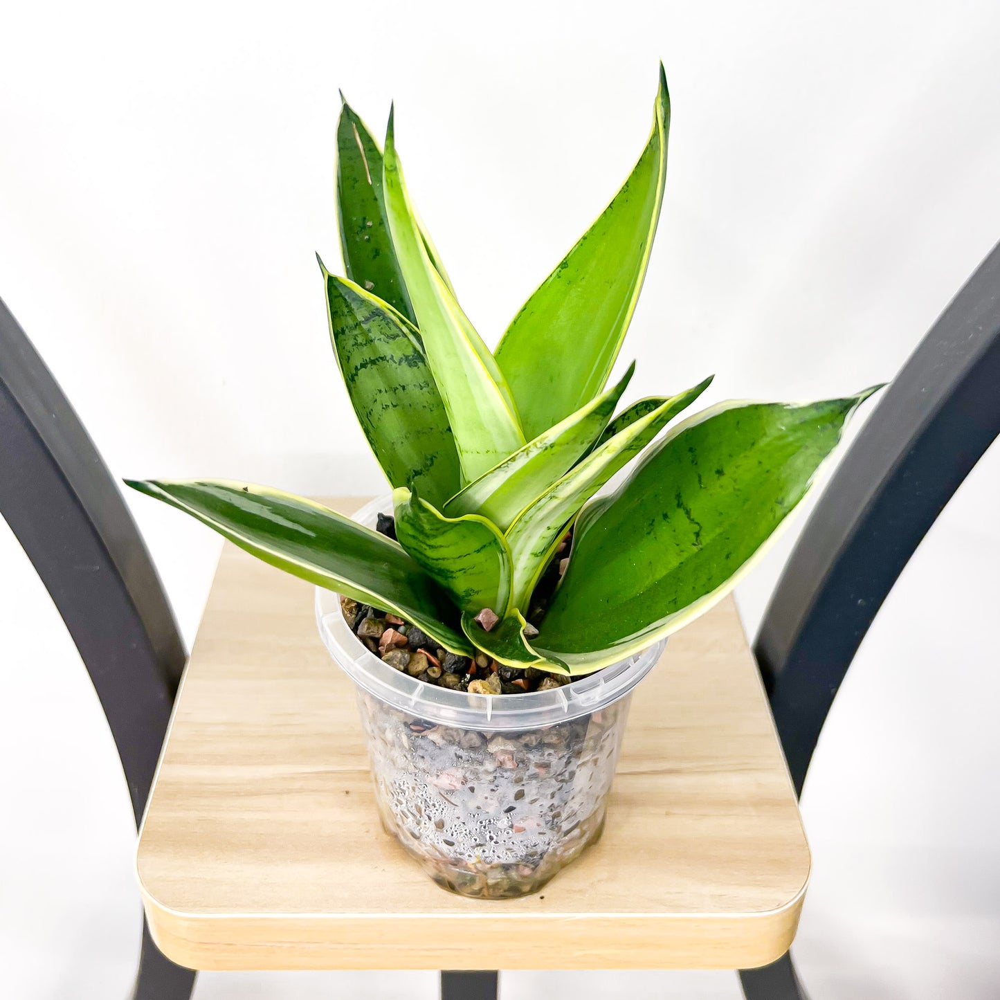 Sansevieria Silver Marginata Hahnii | The Plant Boys