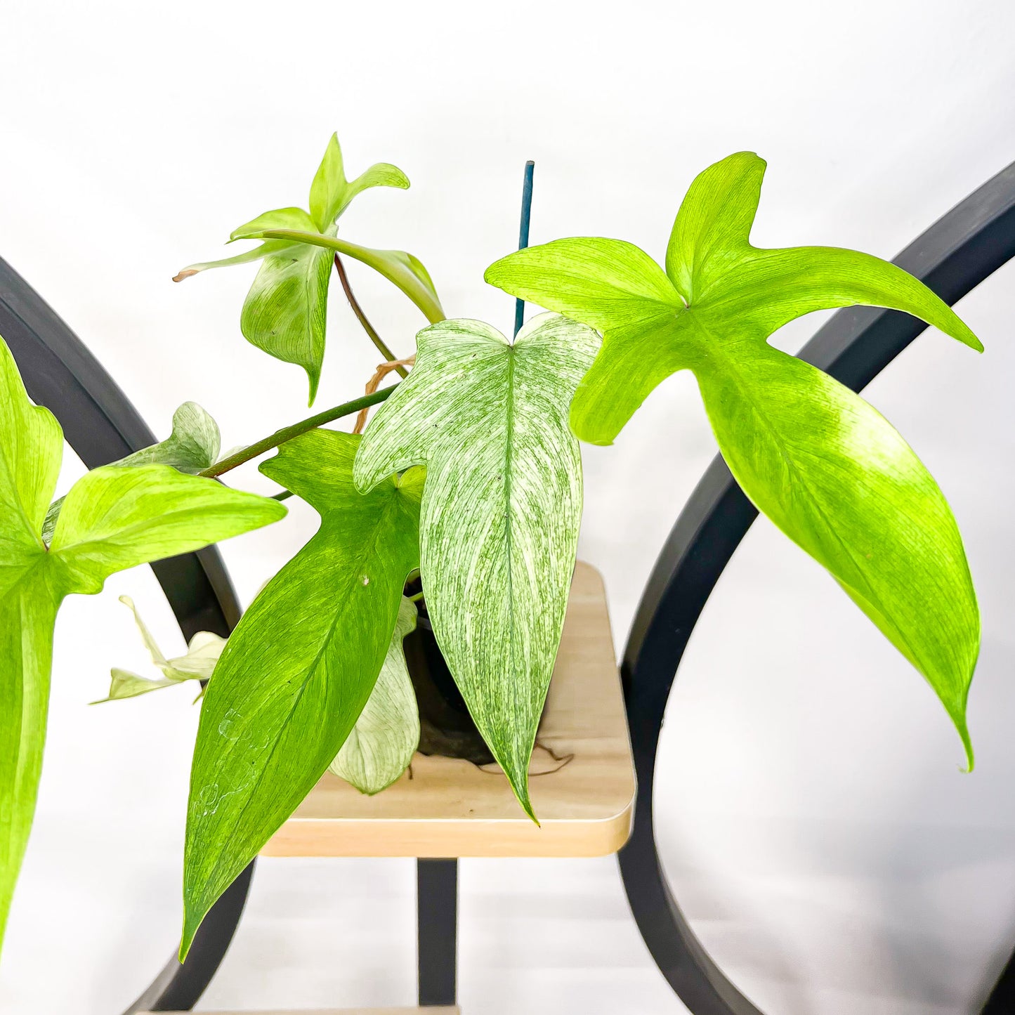 Philodendron Florida Ghost | The Plant Boys
