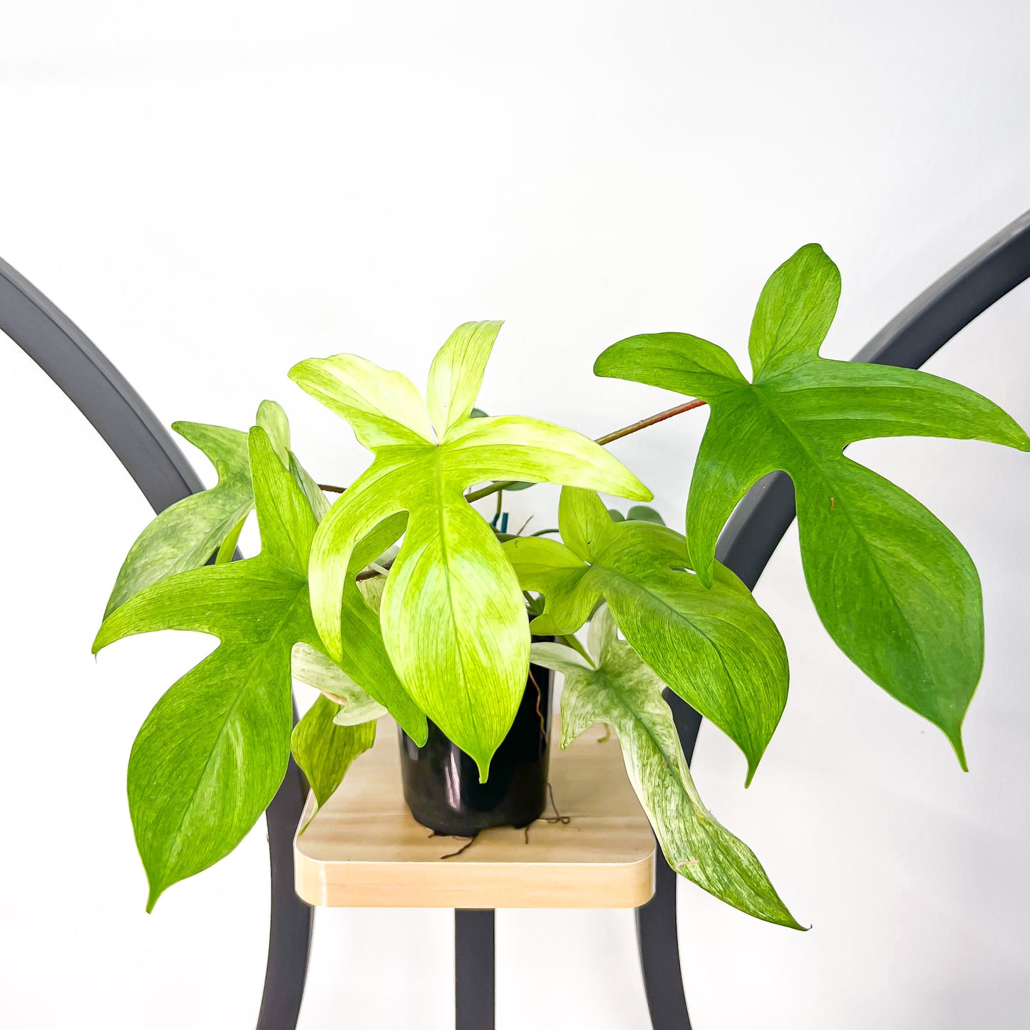 Philodendron Florida Ghost | The Plant Boys