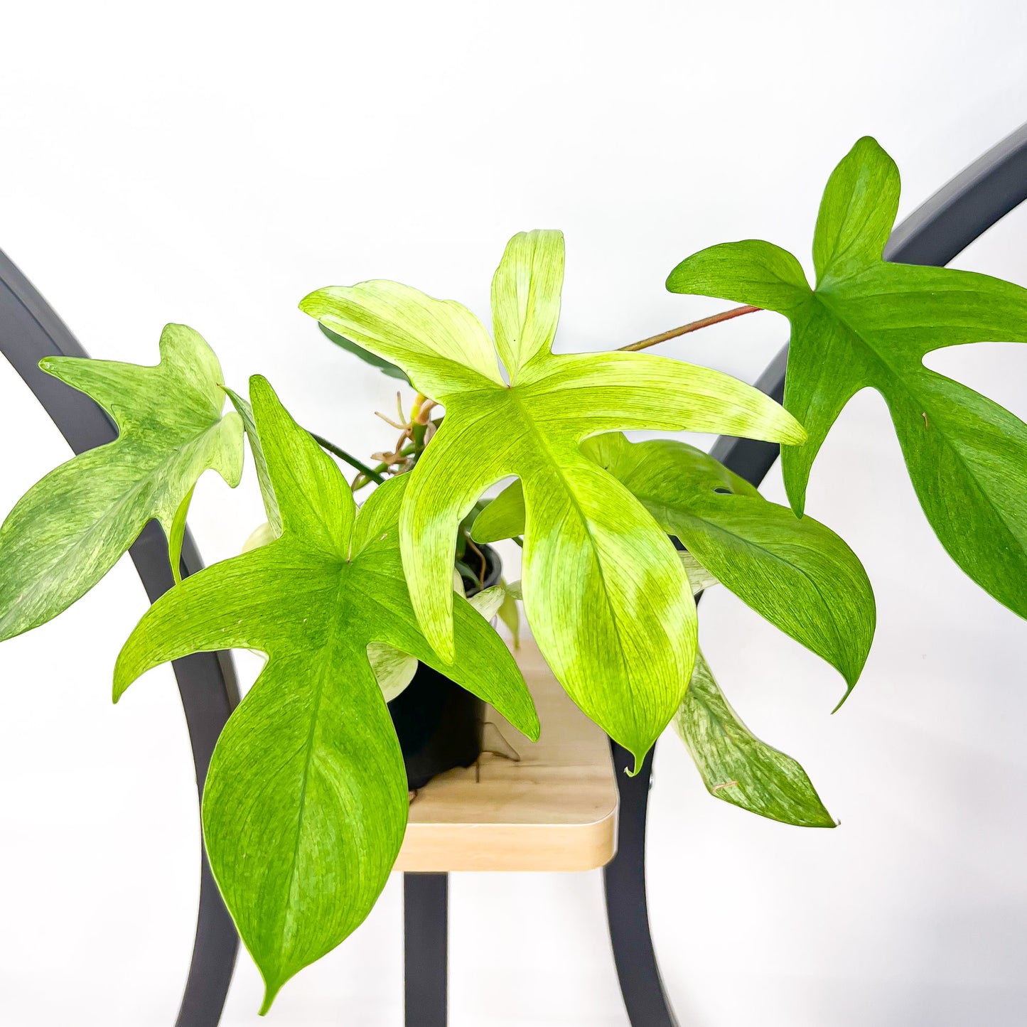 Philodendron Florida Ghost | The Plant Boys