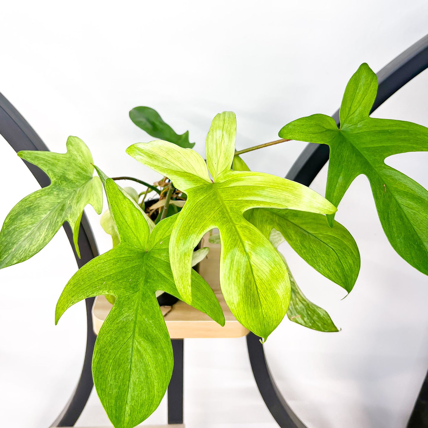 Philodendron Florida Ghost | The Plant Boys