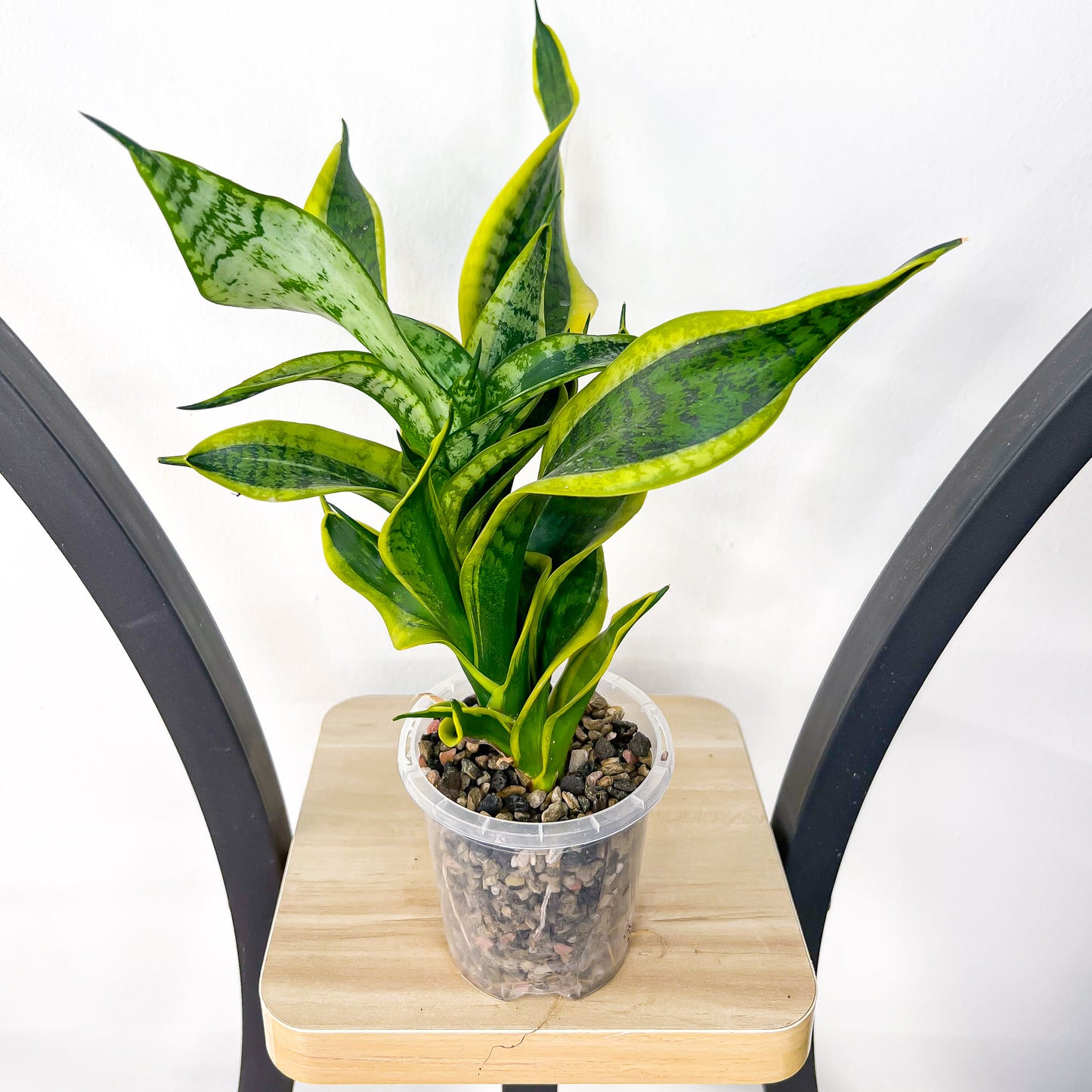 Sansevieria Twisted Sister | The Plant Boys