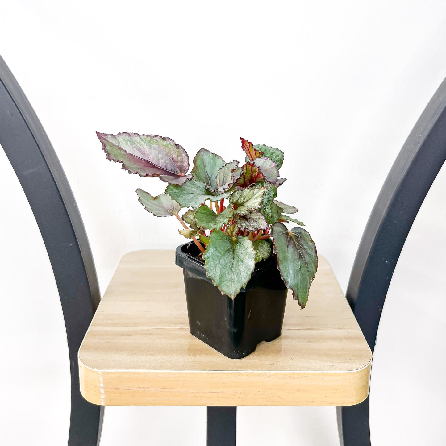 Begonia Maori Haze | The Plant Boys