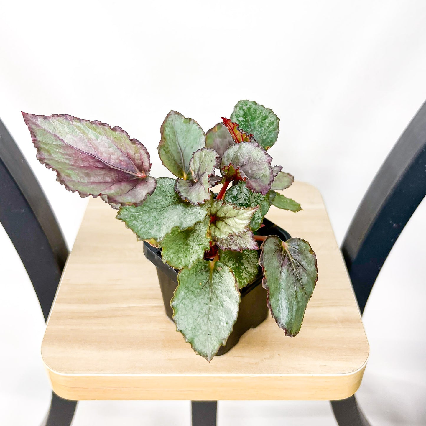 Begonia Maori Haze | The Plant Boys