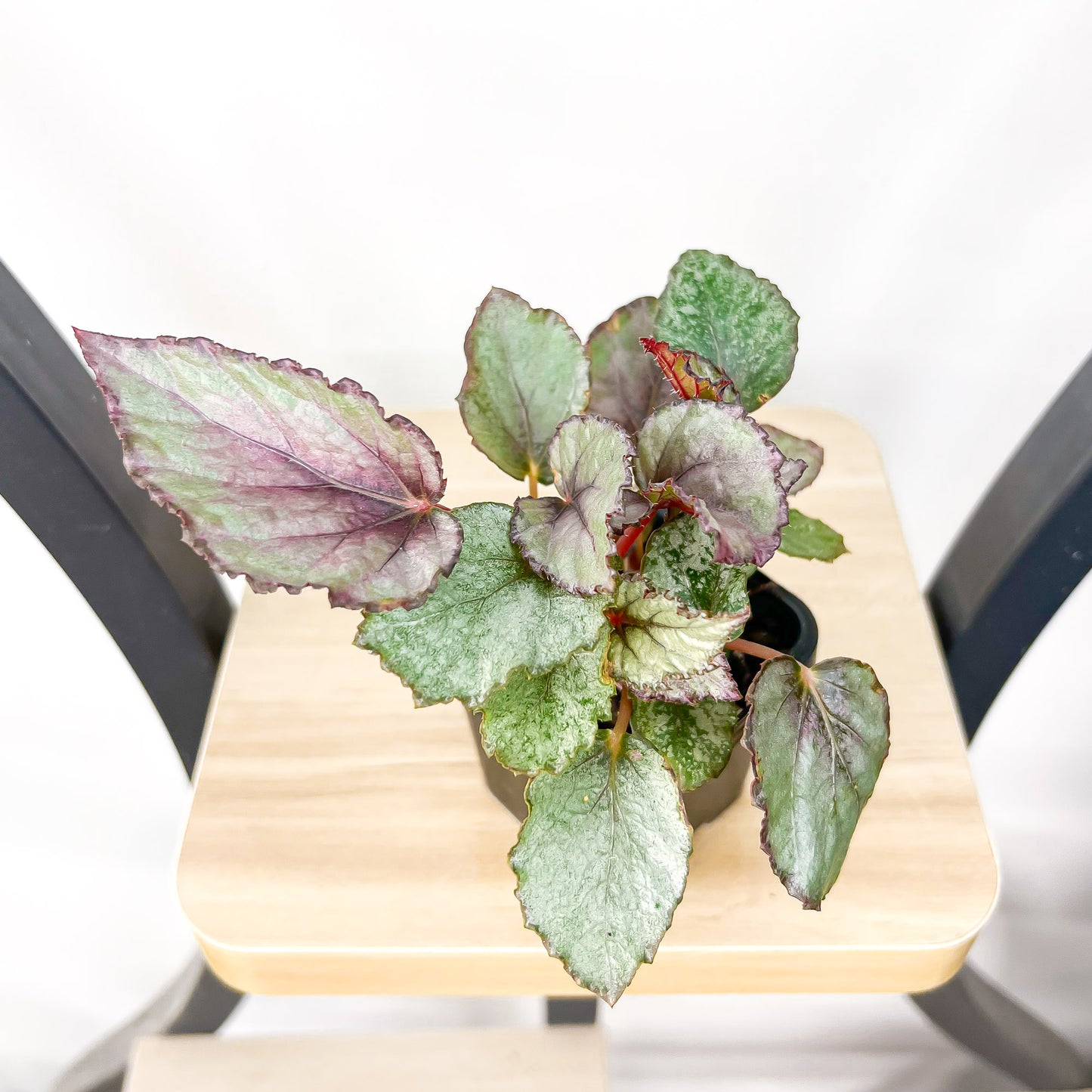 Begonia Maori Haze | The Plant Boys