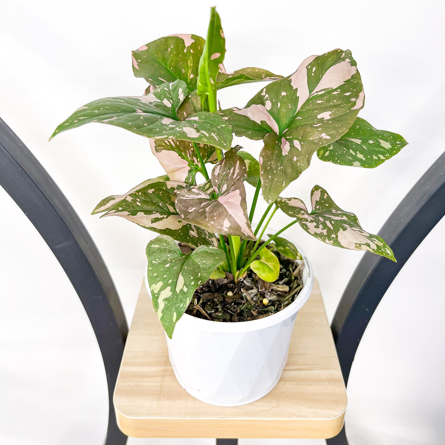 Syngonium Pink Passion | The Plant Boys