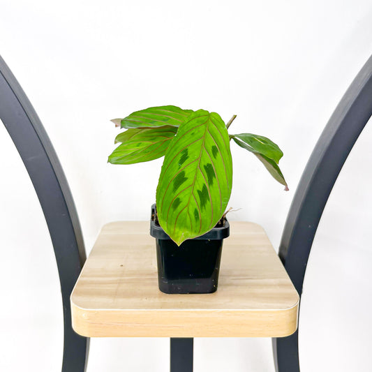 Maranta Red Vein | The Plant Boys