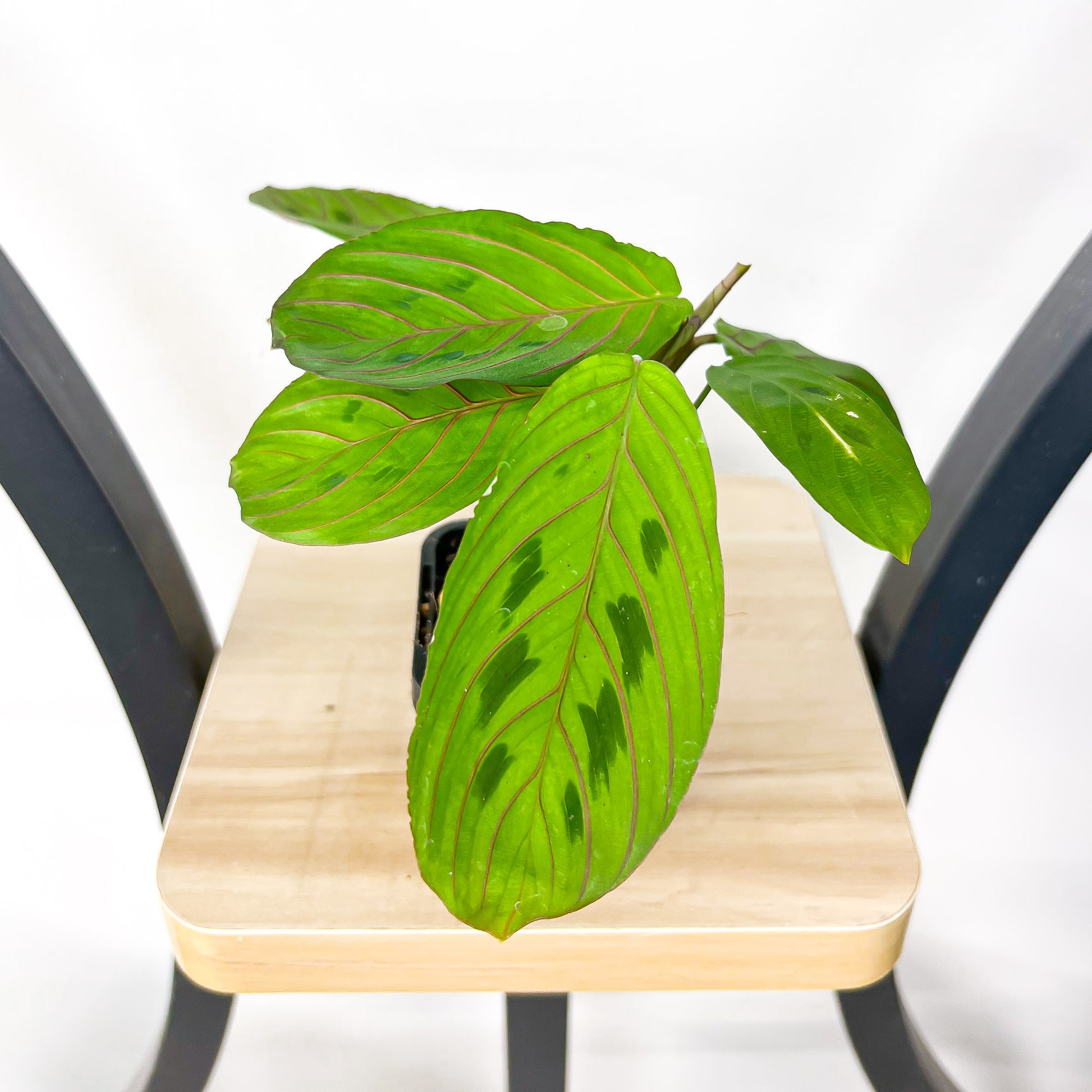 Maranta Red Vein | The Plant Boys