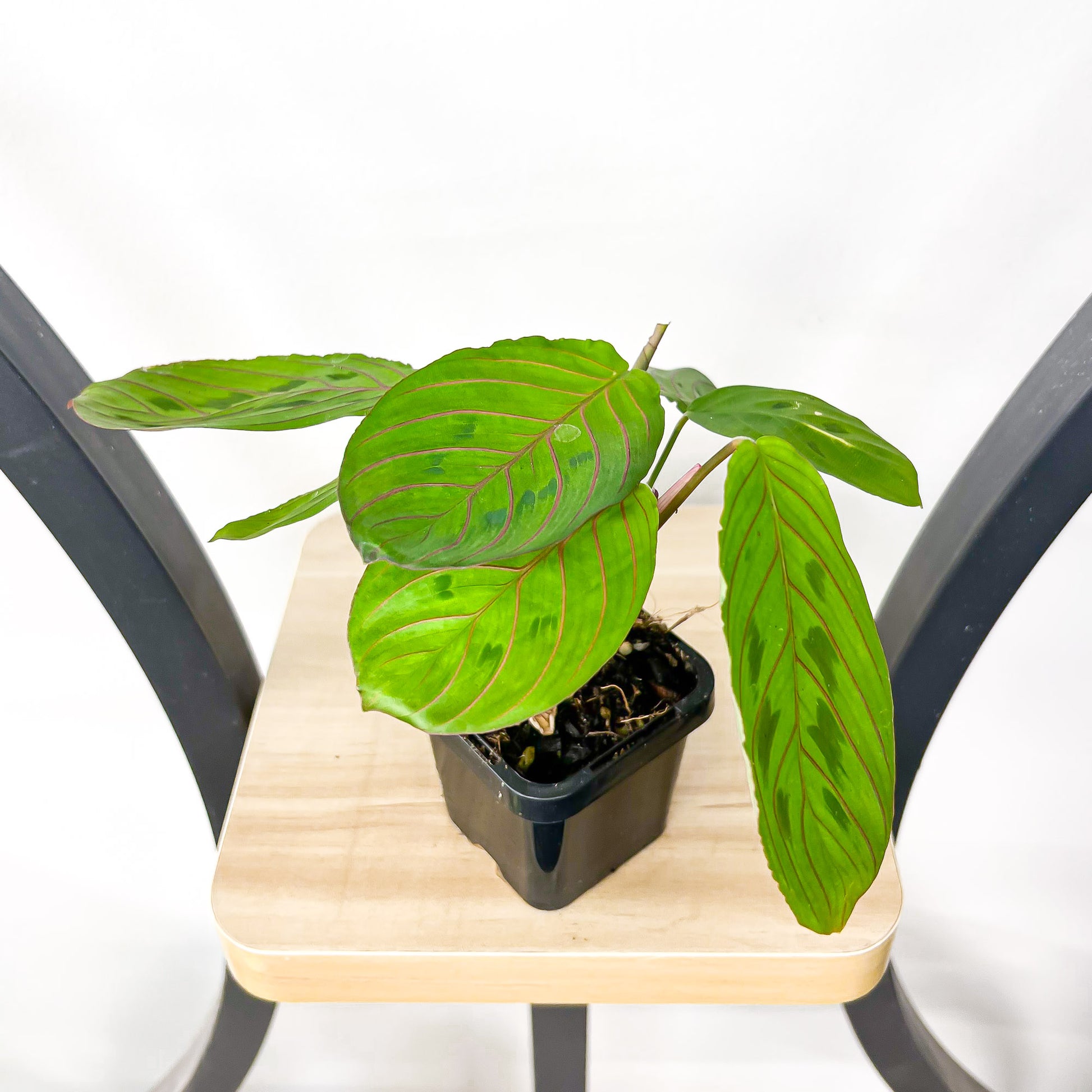 Maranta Red Vein | The Plant Boys