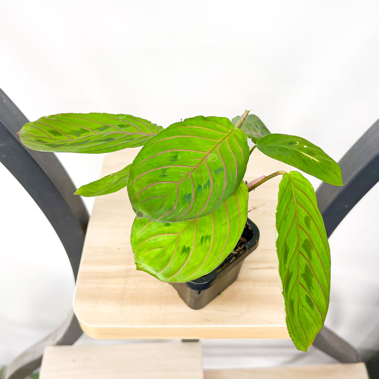 Maranta Red Vein | The Plant Boys