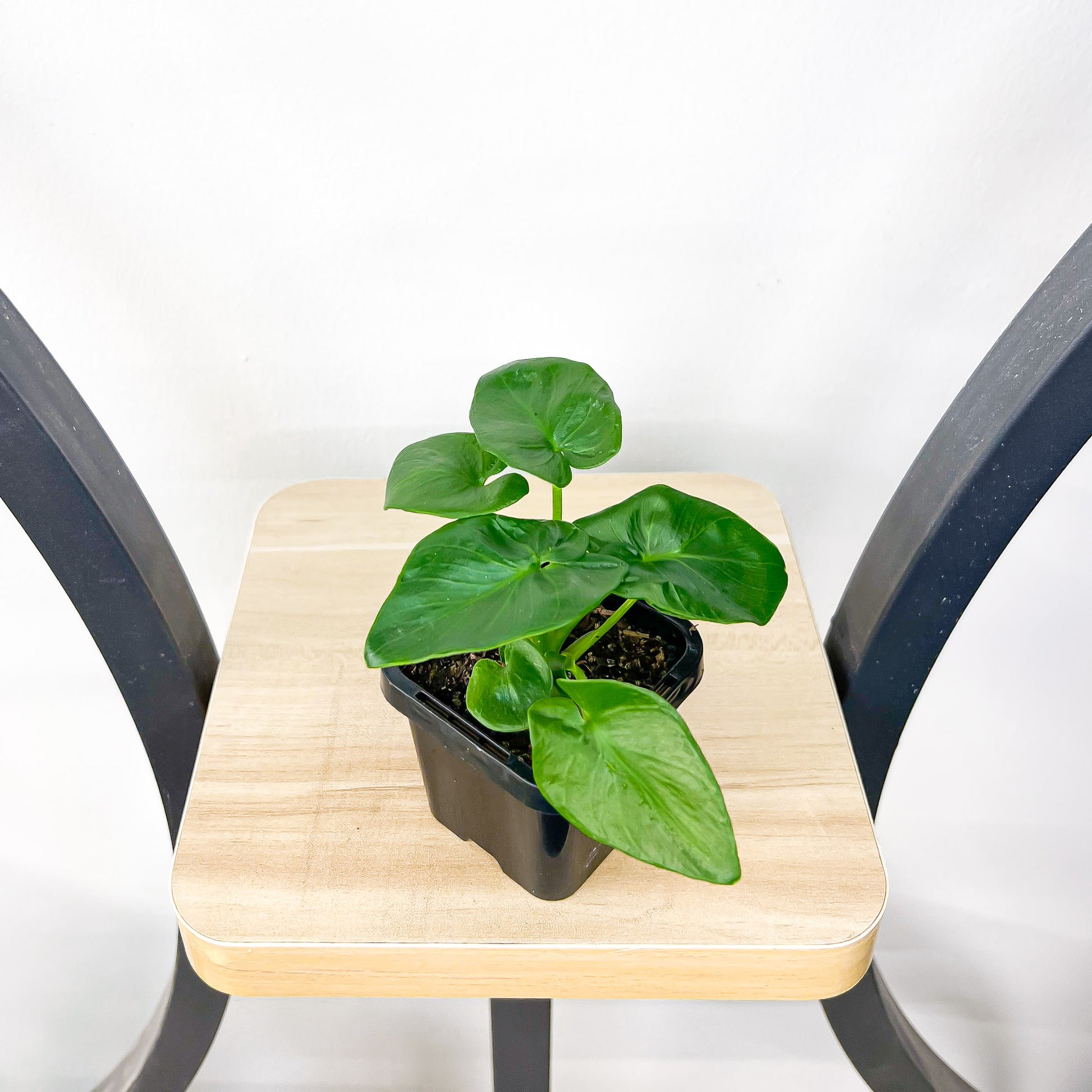 Philodendron Super Atom | The Plant Boys