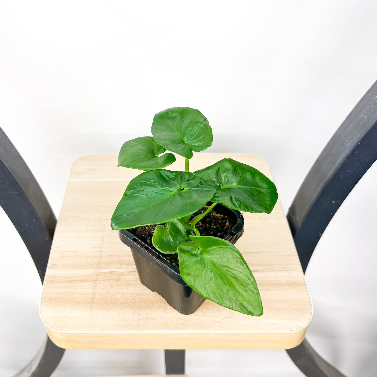 Philodendron Super Atom | The Plant Boys