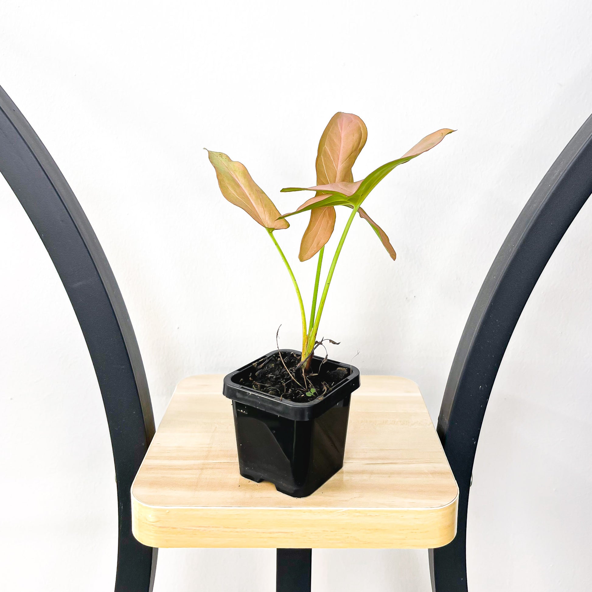 Syngonium Infra Red | The Plant Boys