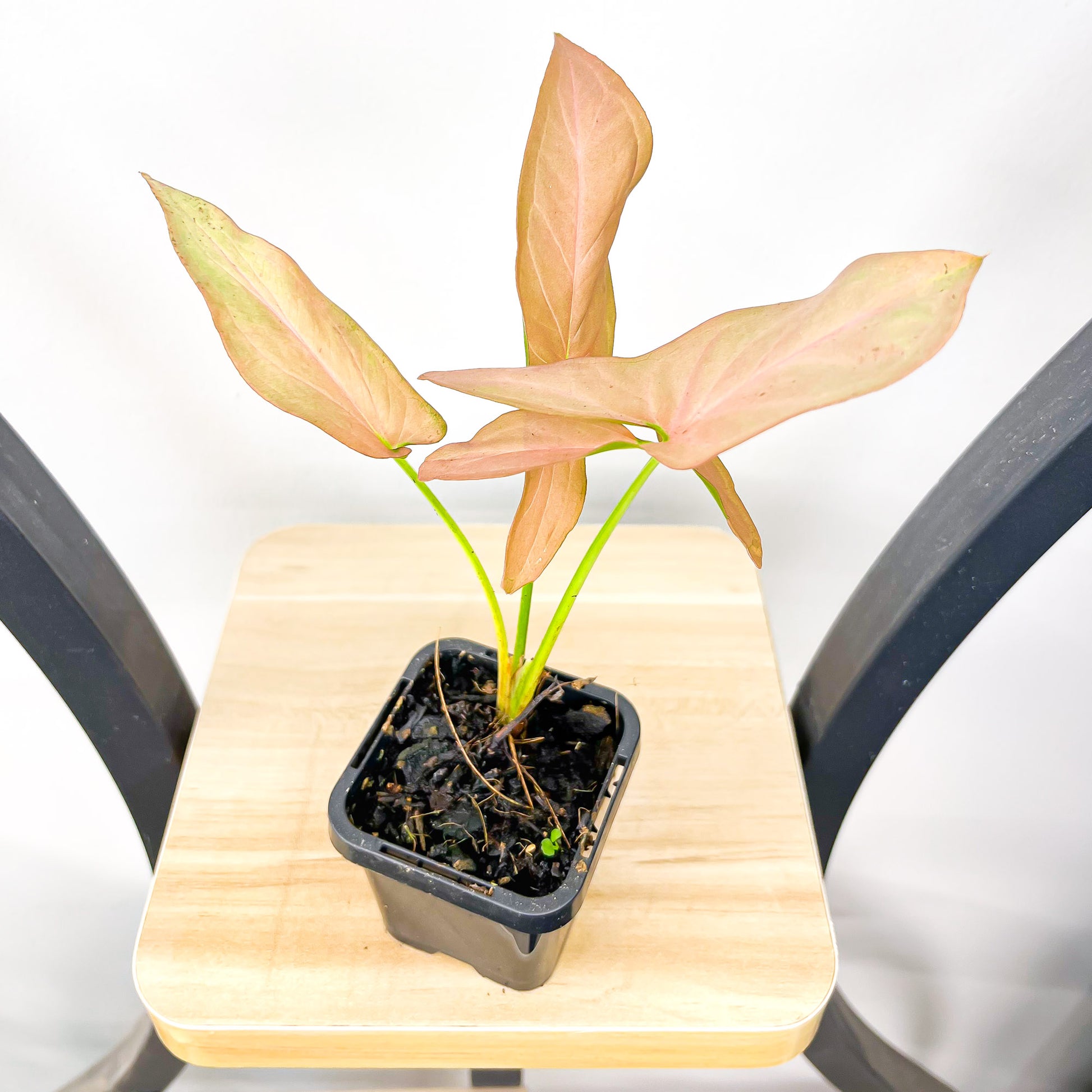 Syngonium Infra Red | The Plant Boys