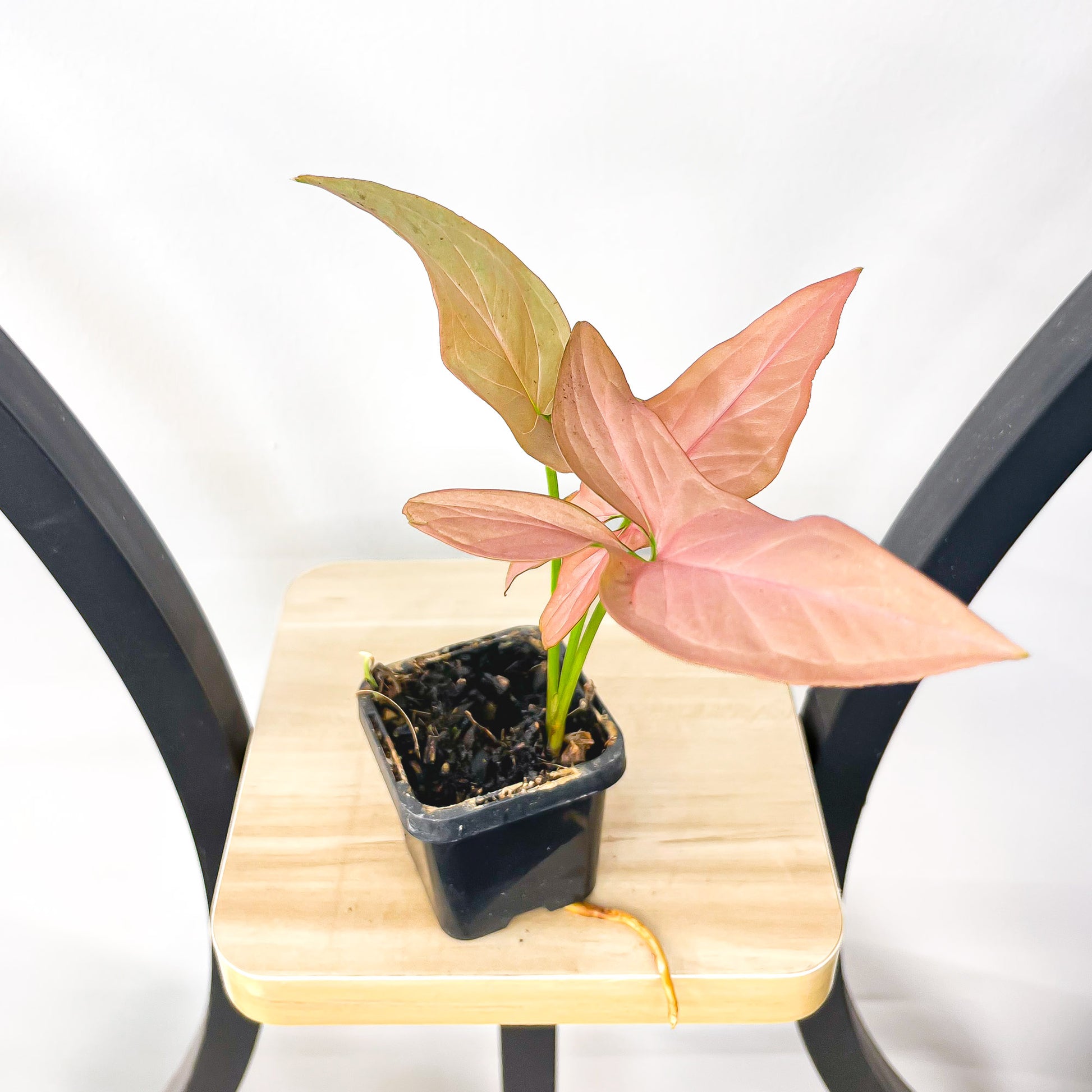 Syngonium Infra Red | The Plant Boys