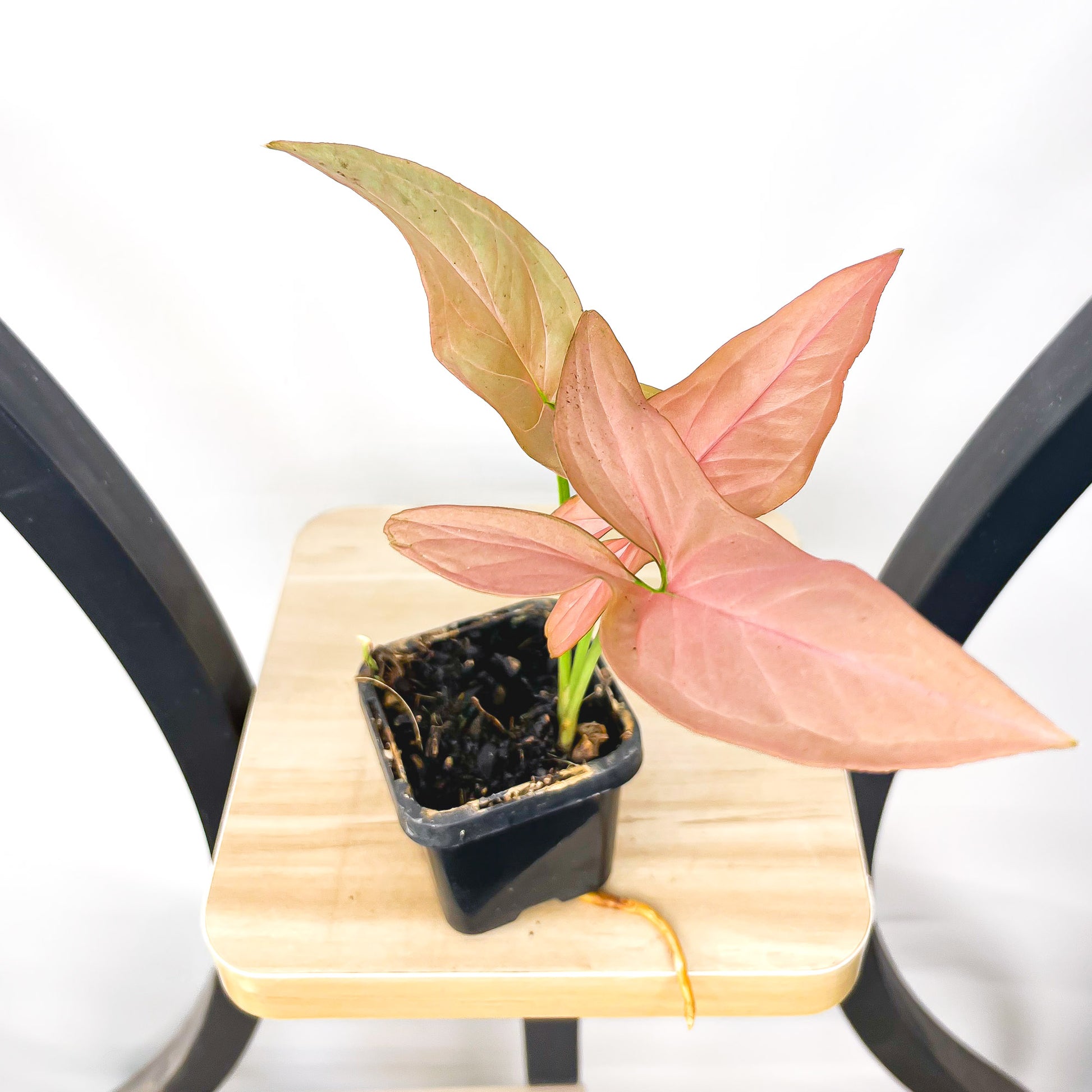 Syngonium Infra Red | The Plant Boys