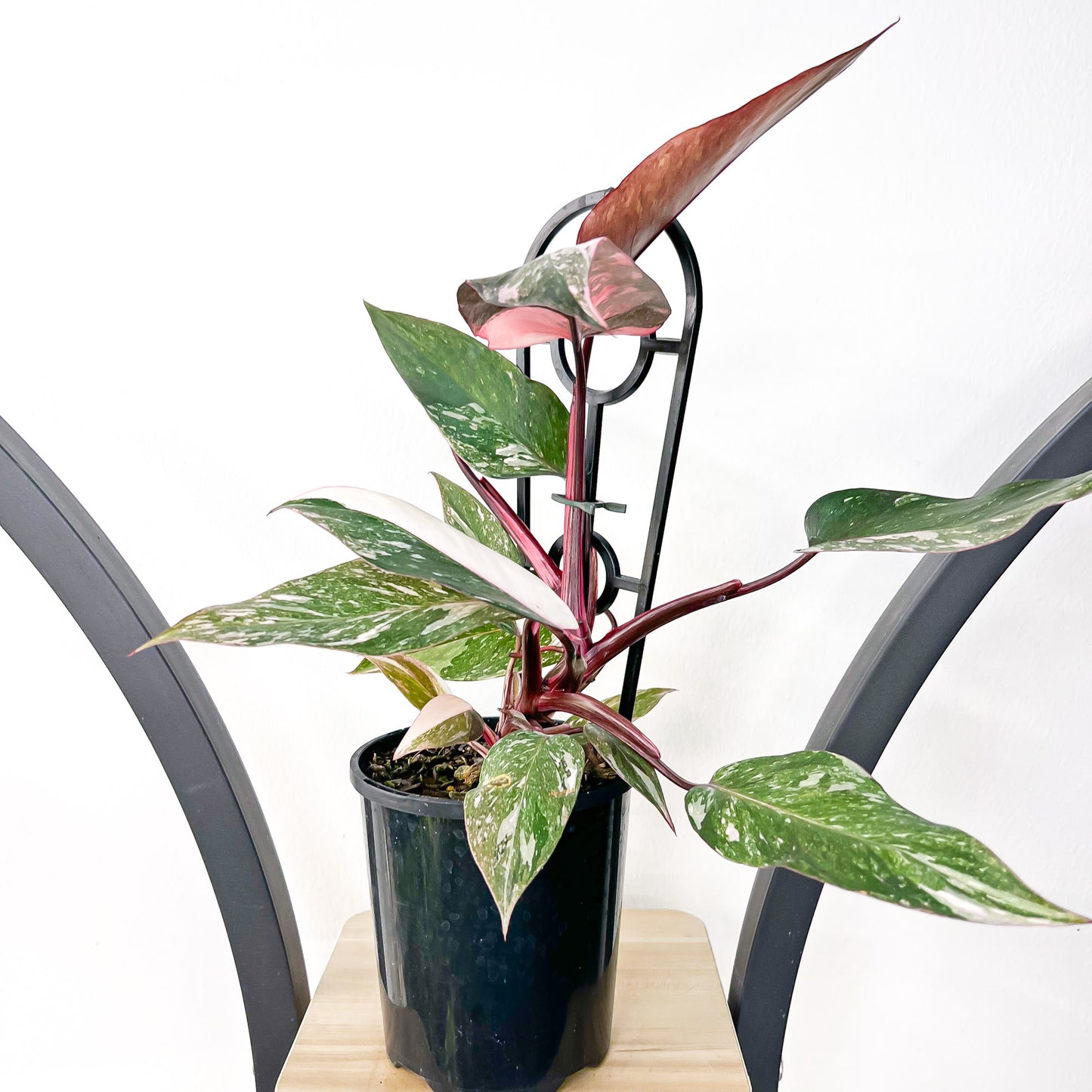 Philodendron Pink Princess Galaxy | The Plant Boys