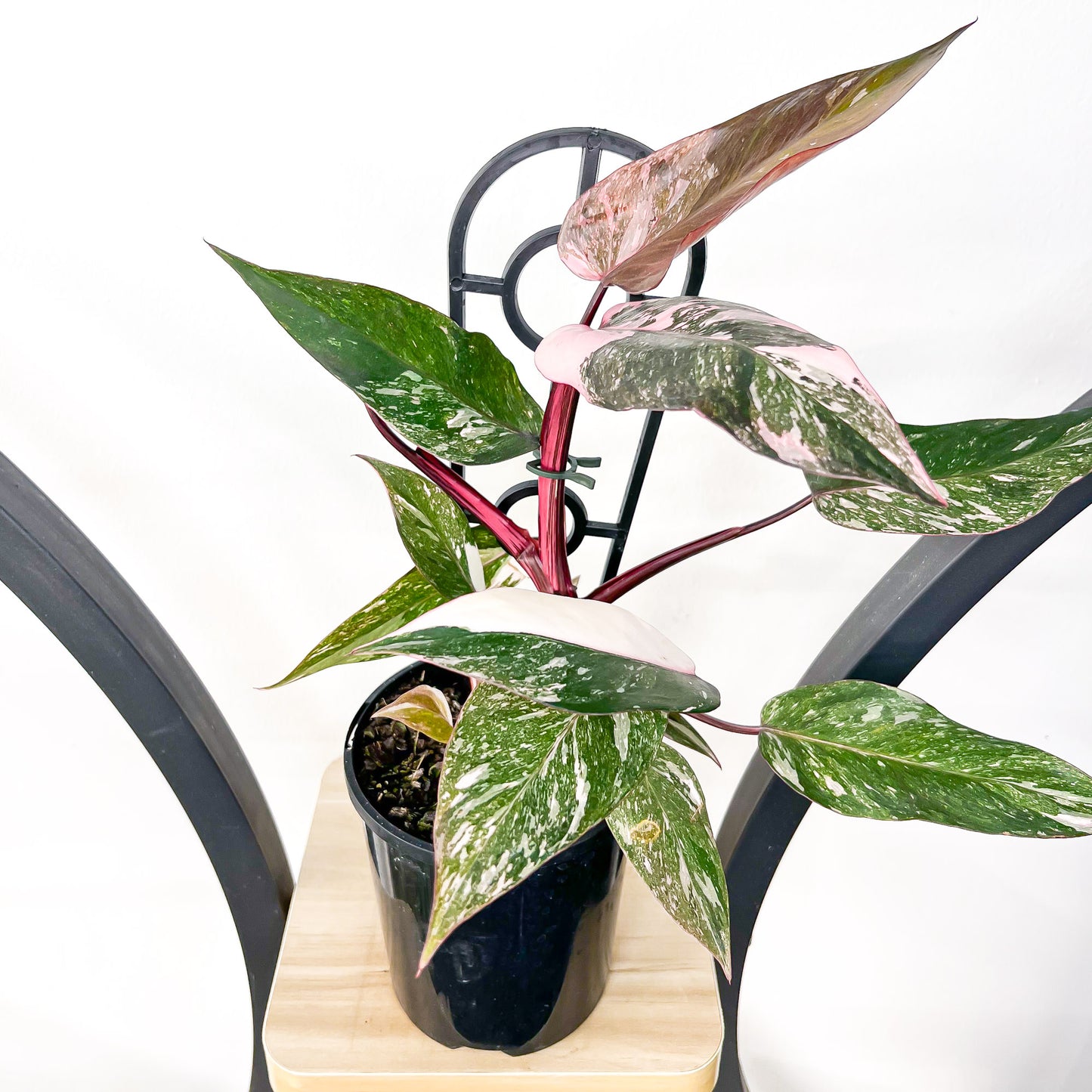 Philodendron Pink Princess Galaxy | The Plant Boys