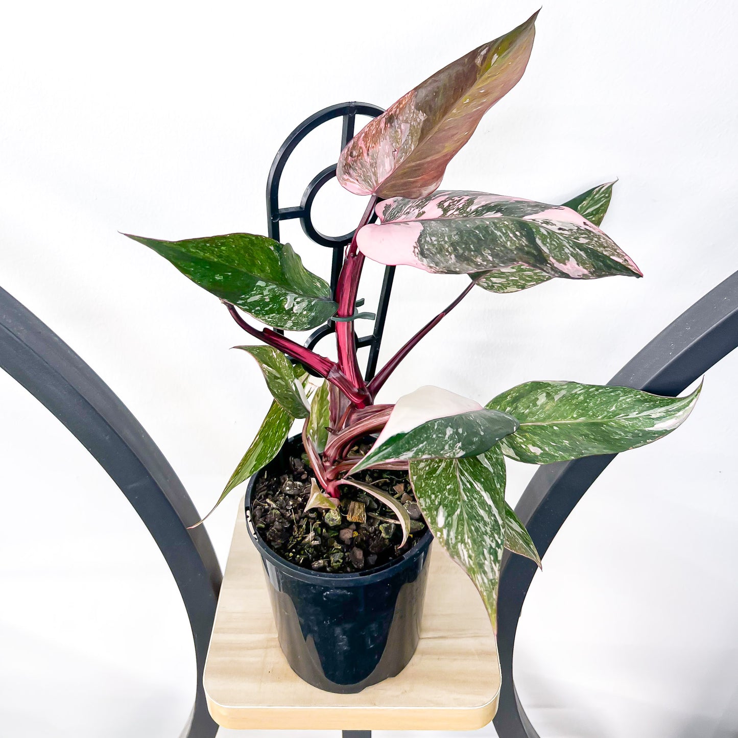 Philodendron Pink Princess Galaxy | The Plant Boys