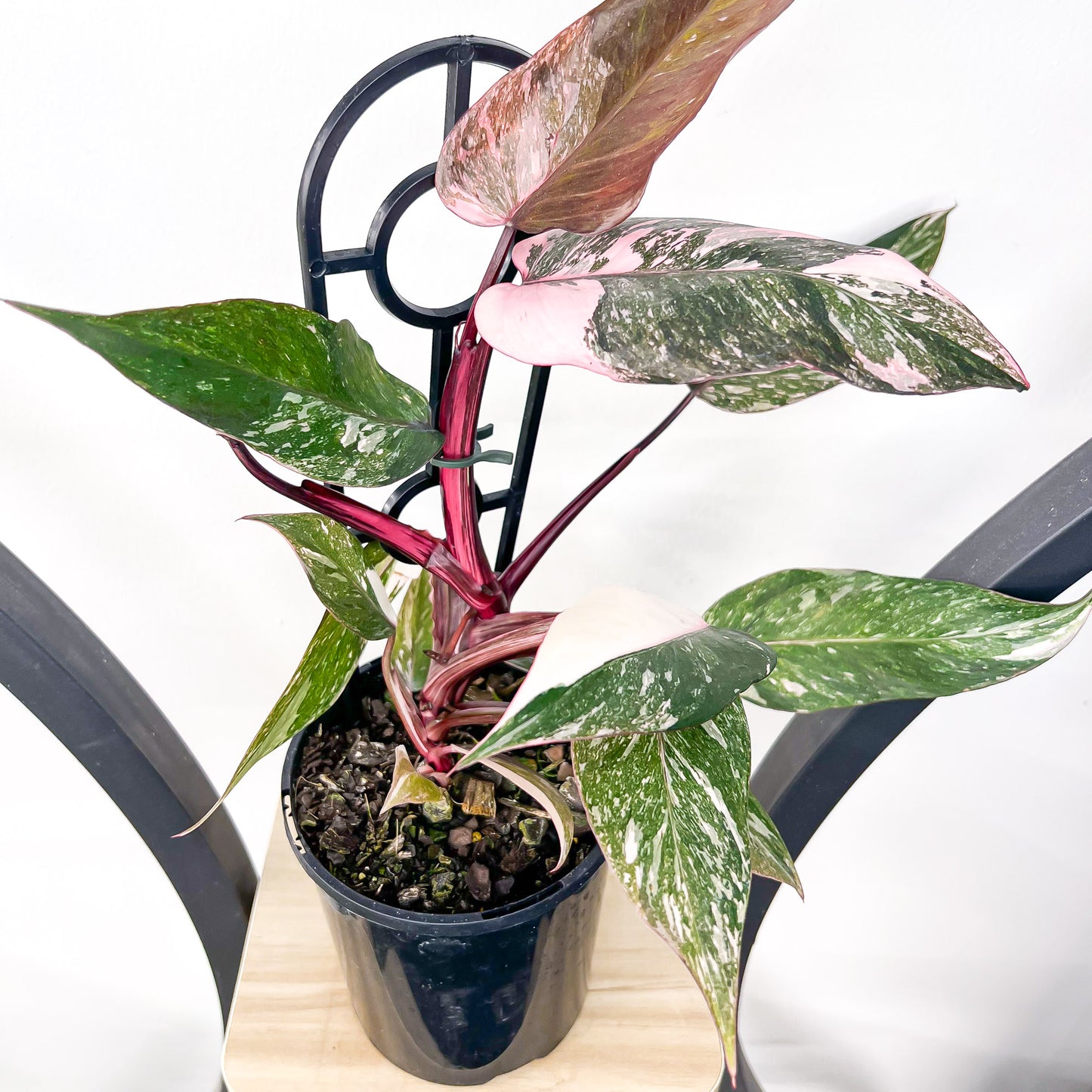 Philodendron Pink Princess Galaxy | The Plant Boys