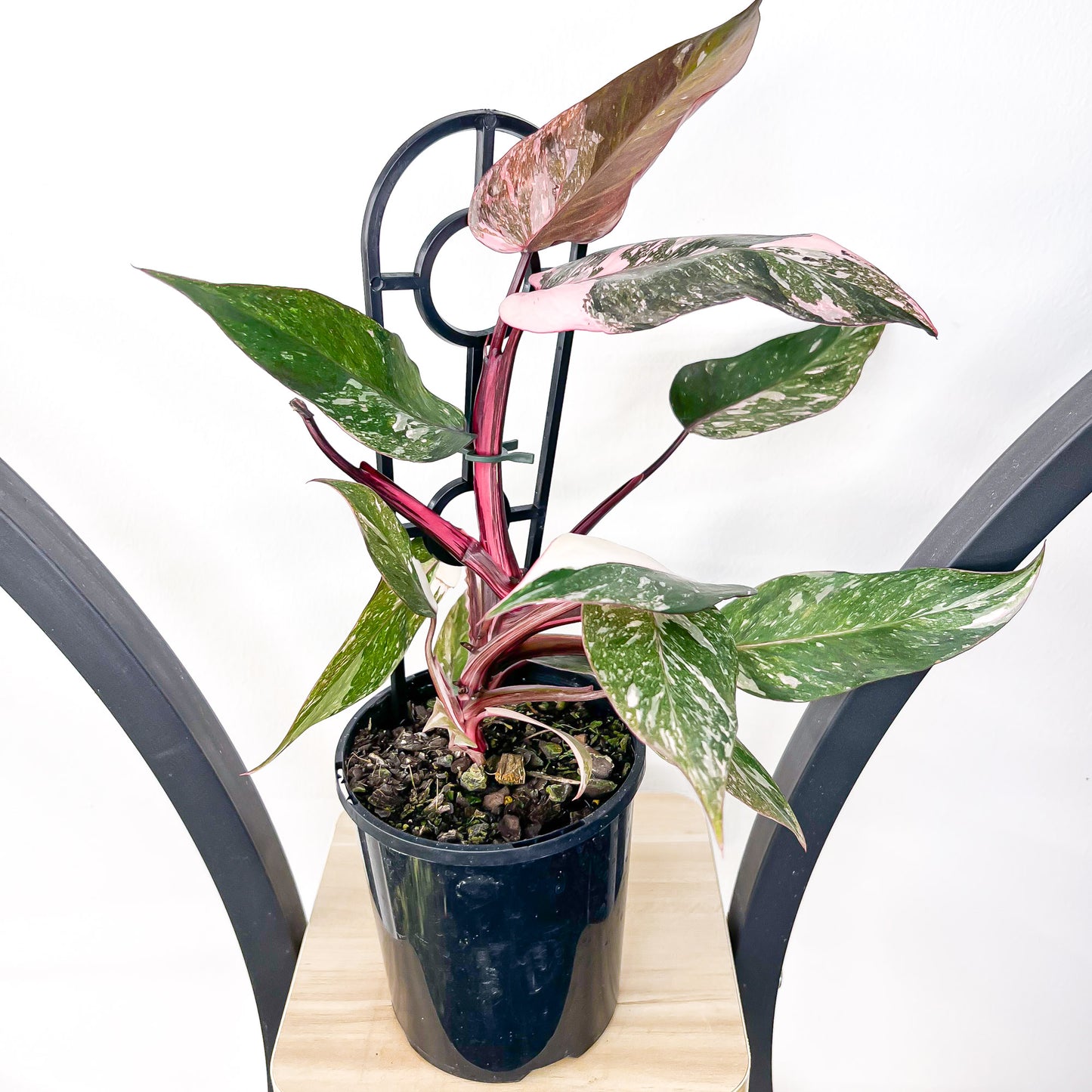 Philodendron Pink Princess Galaxy | The Plant Boys
