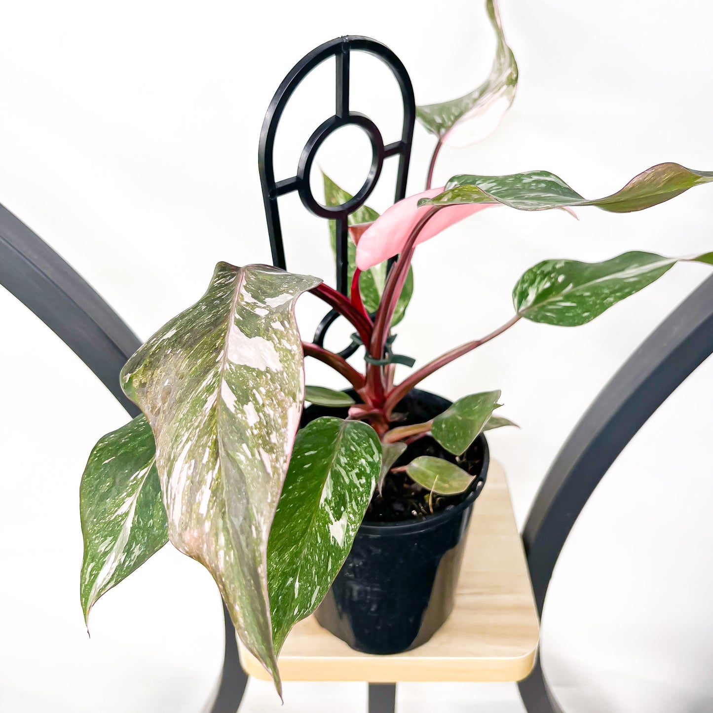 Philodendron Pink Princess Galaxy | The Plant Boys