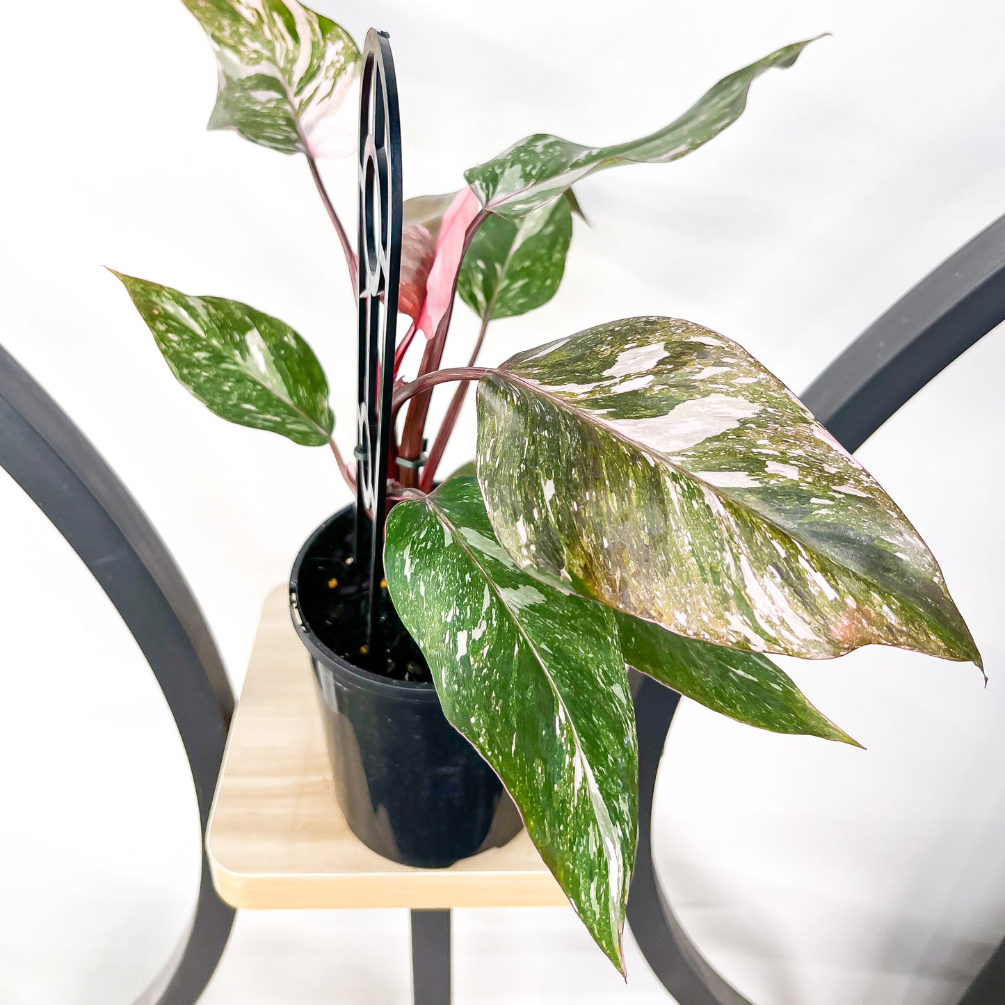 Philodendron Pink Princess Galaxy | The Plant Boys