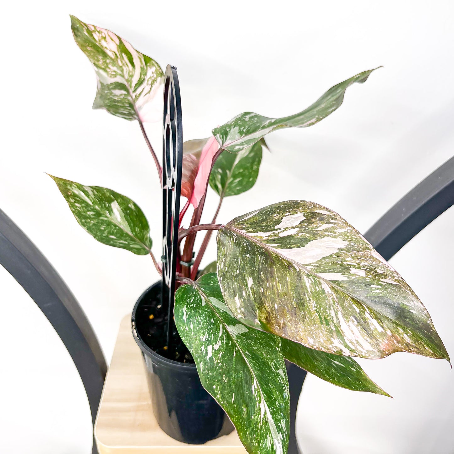 Philodendron Pink Princess Galaxy | The Plant Boys