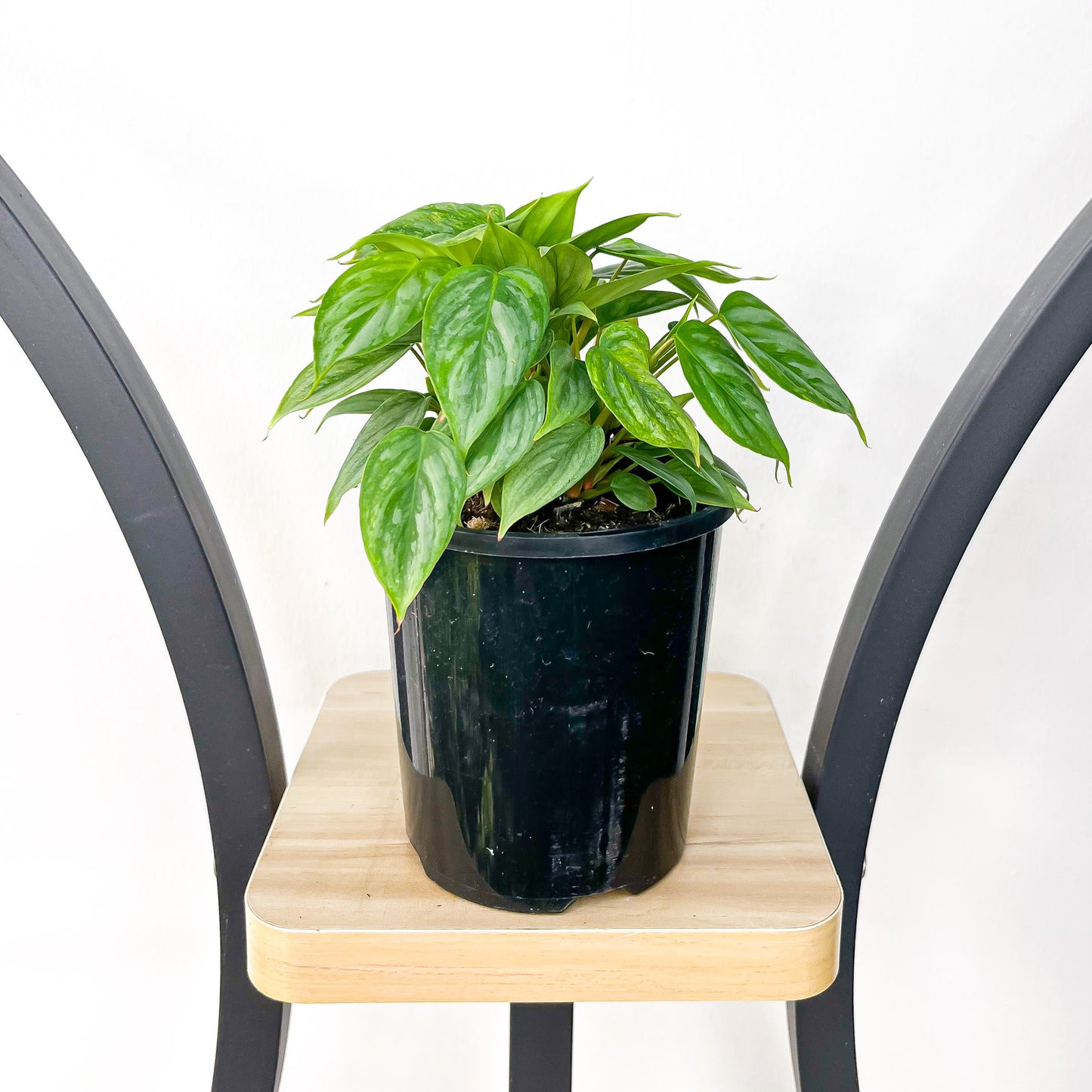 Philodendron Sodiroi | The Plant Boys