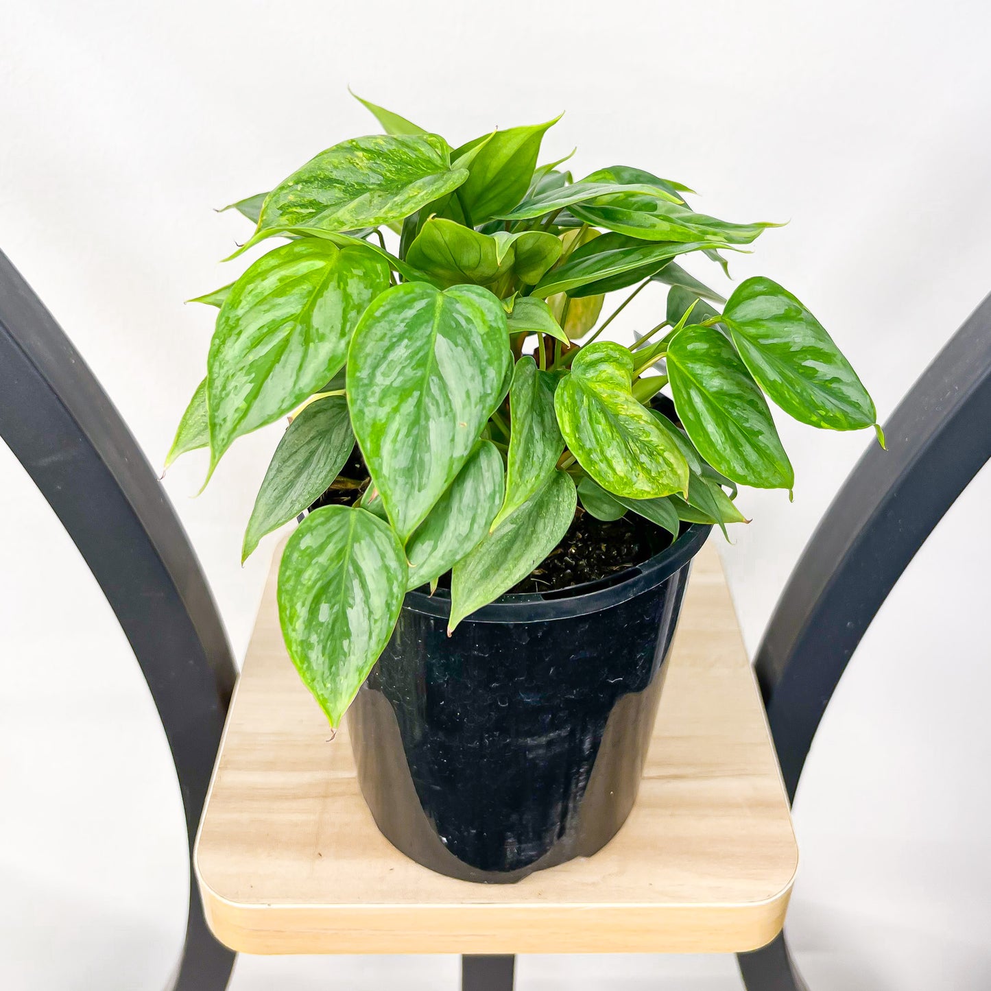 Philodendron Sodiroi | The Plant Boys