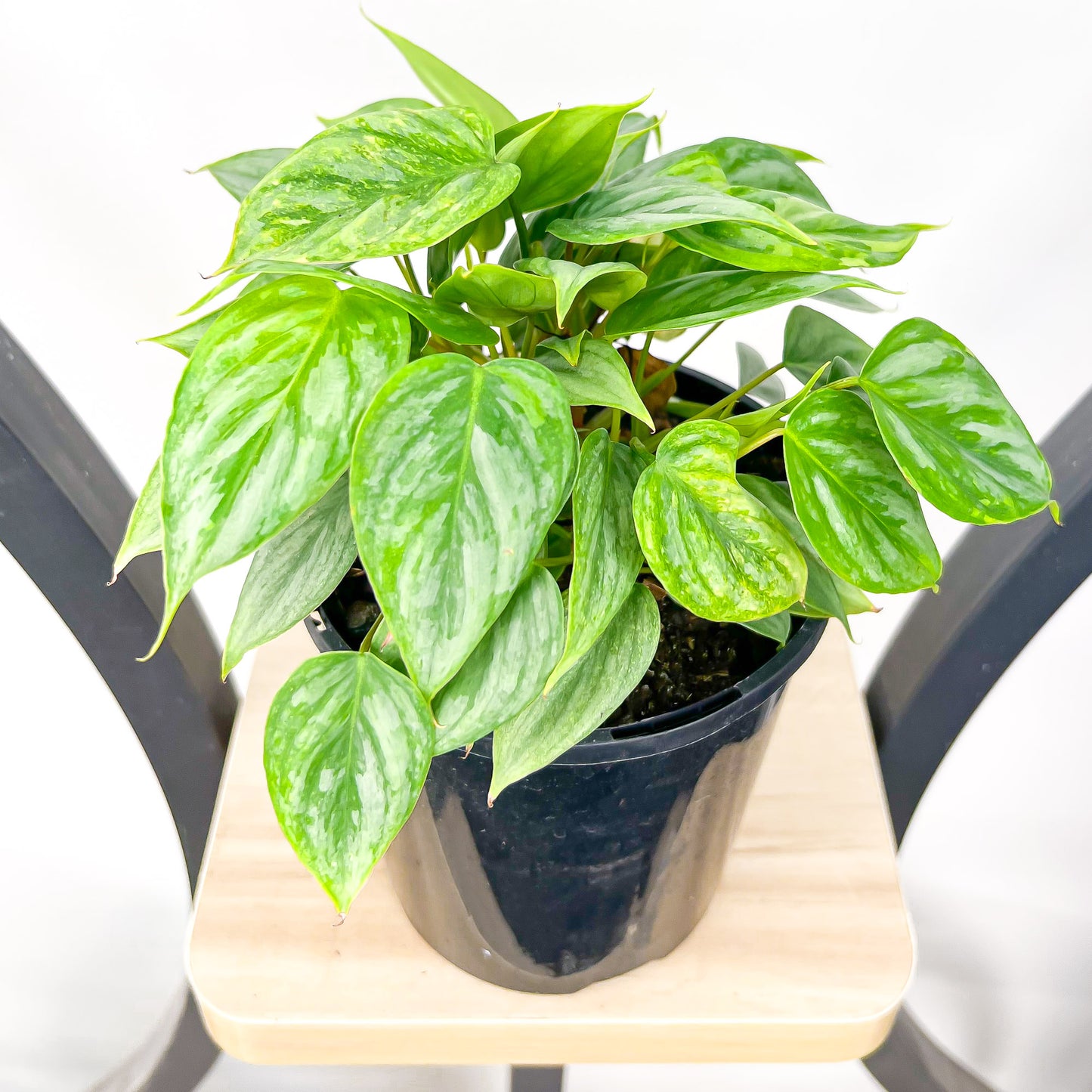 Philodendron Sodiroi | The Plant Boys