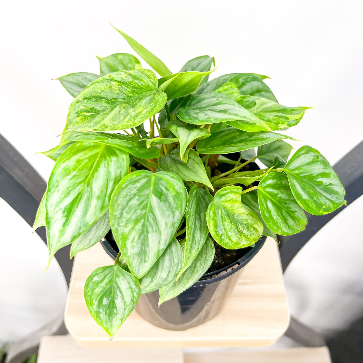 Philodendron Sodiroi | The Plant Boys