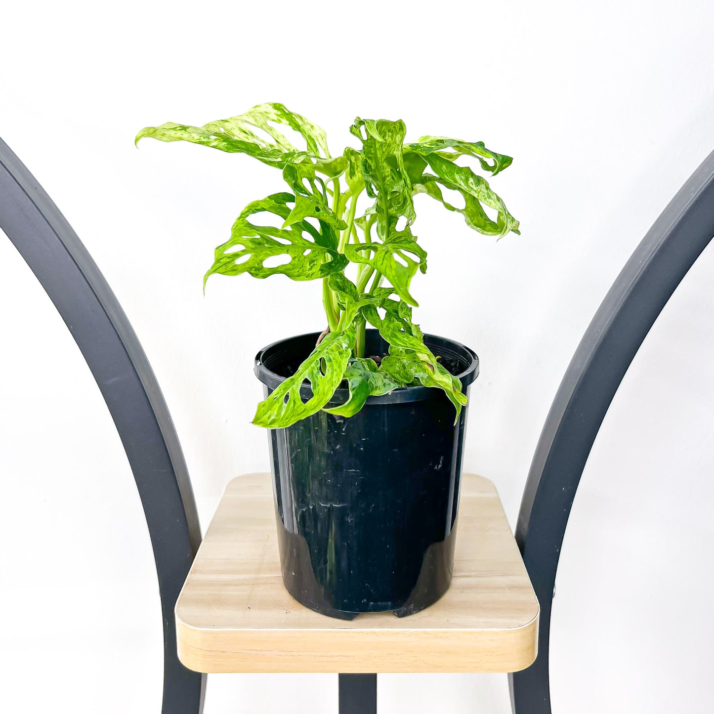 Monstera Adansonii Mint Variegated | The Plant Boys