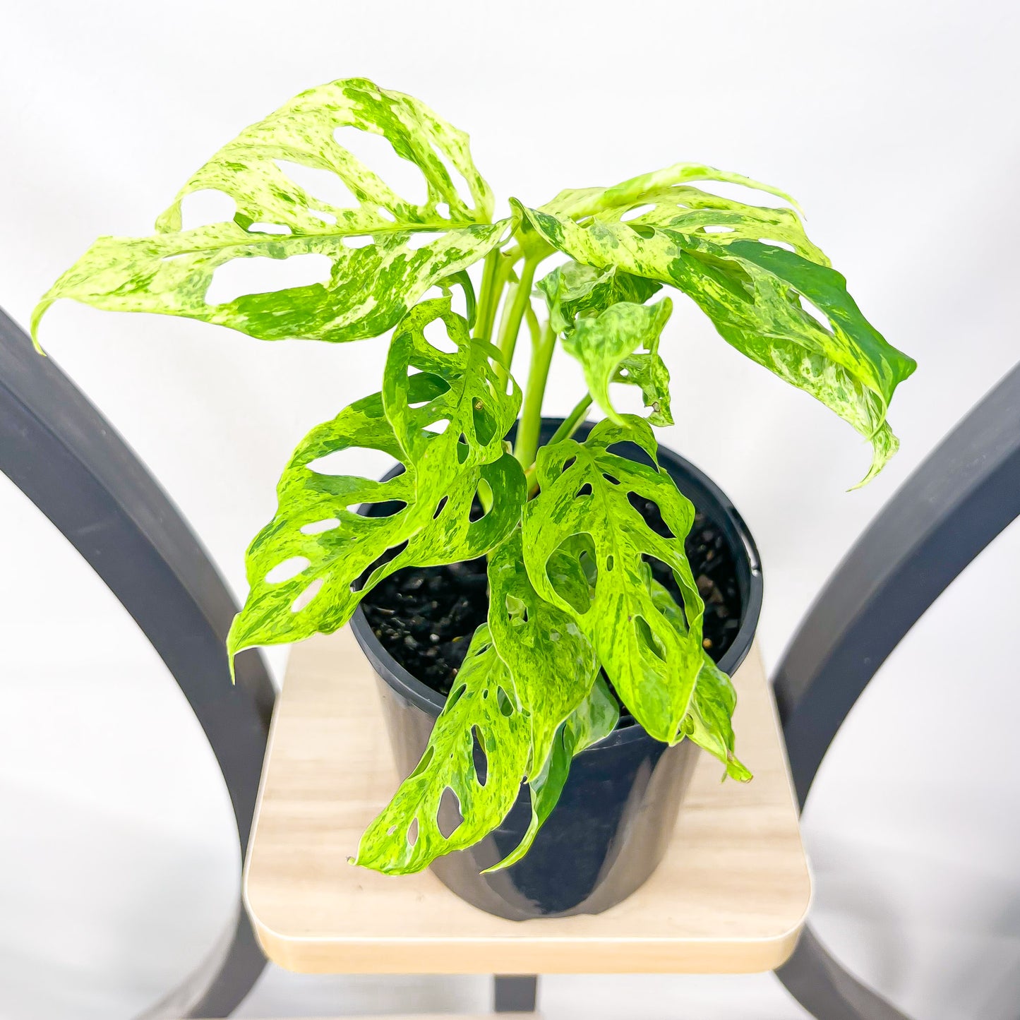 Monstera Adansonii Mint Variegated | The Plant Boys
