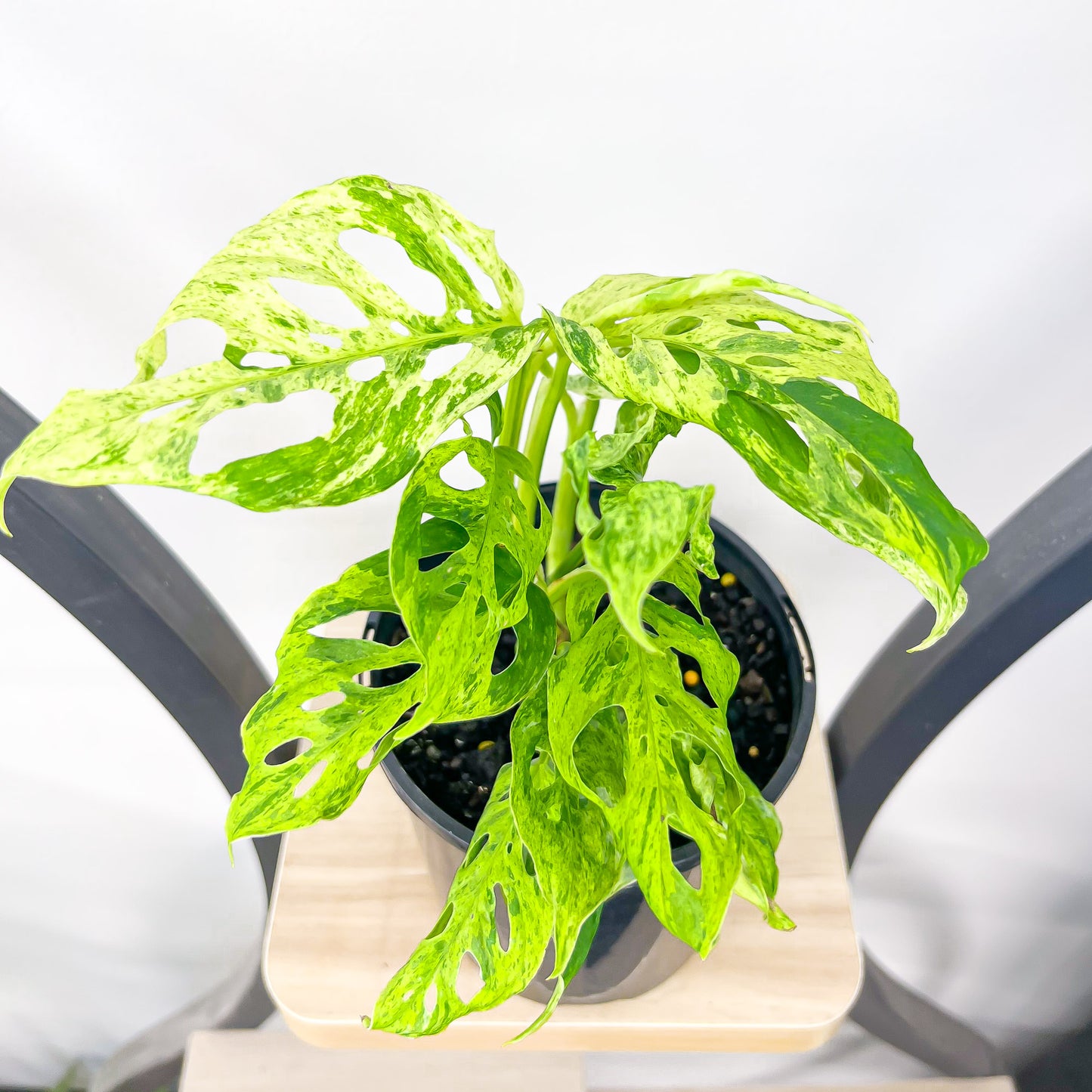 Monstera Adansonii Mint Variegated | The Plant Boys