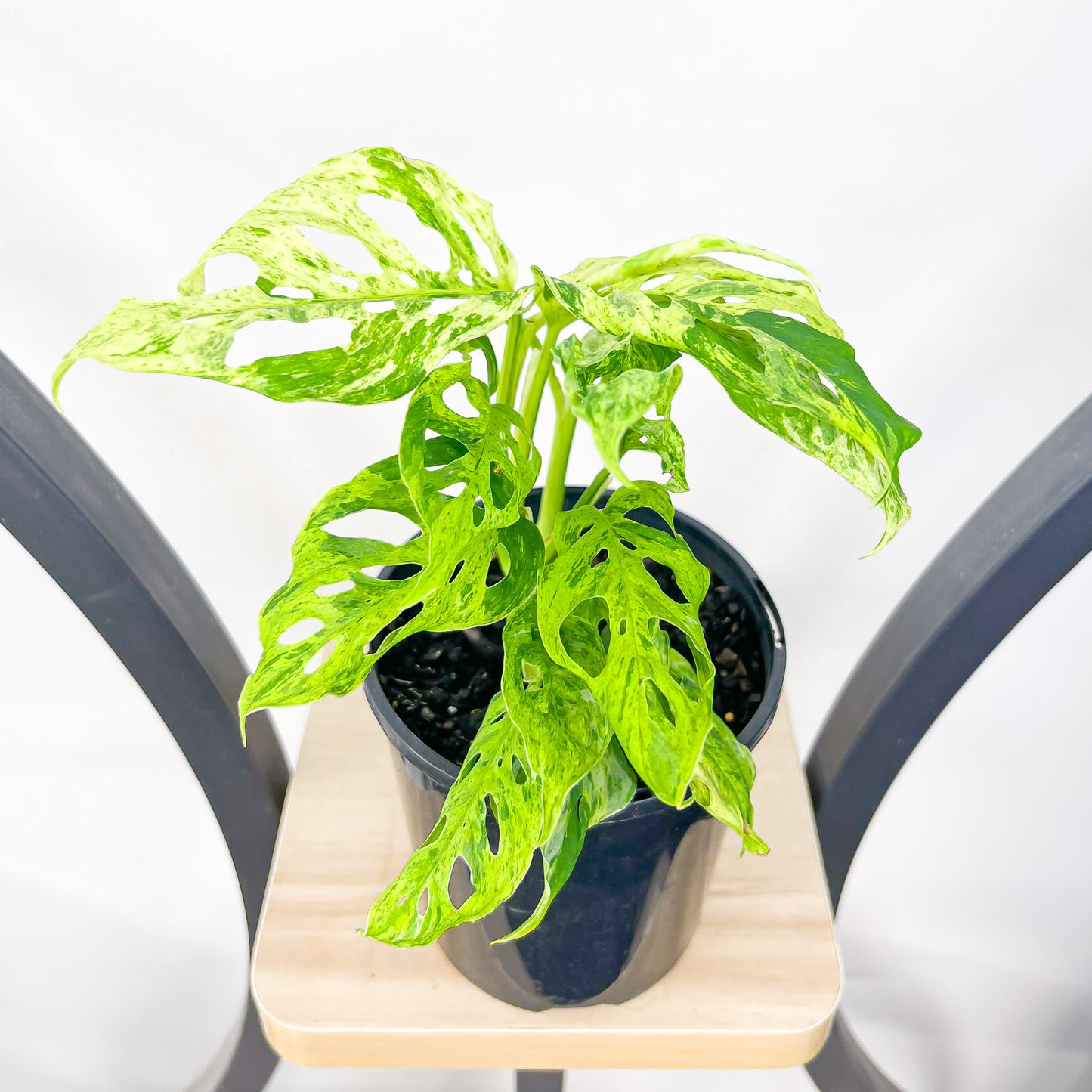 Monstera Adansonii Mint Variegated | The Plant Boys