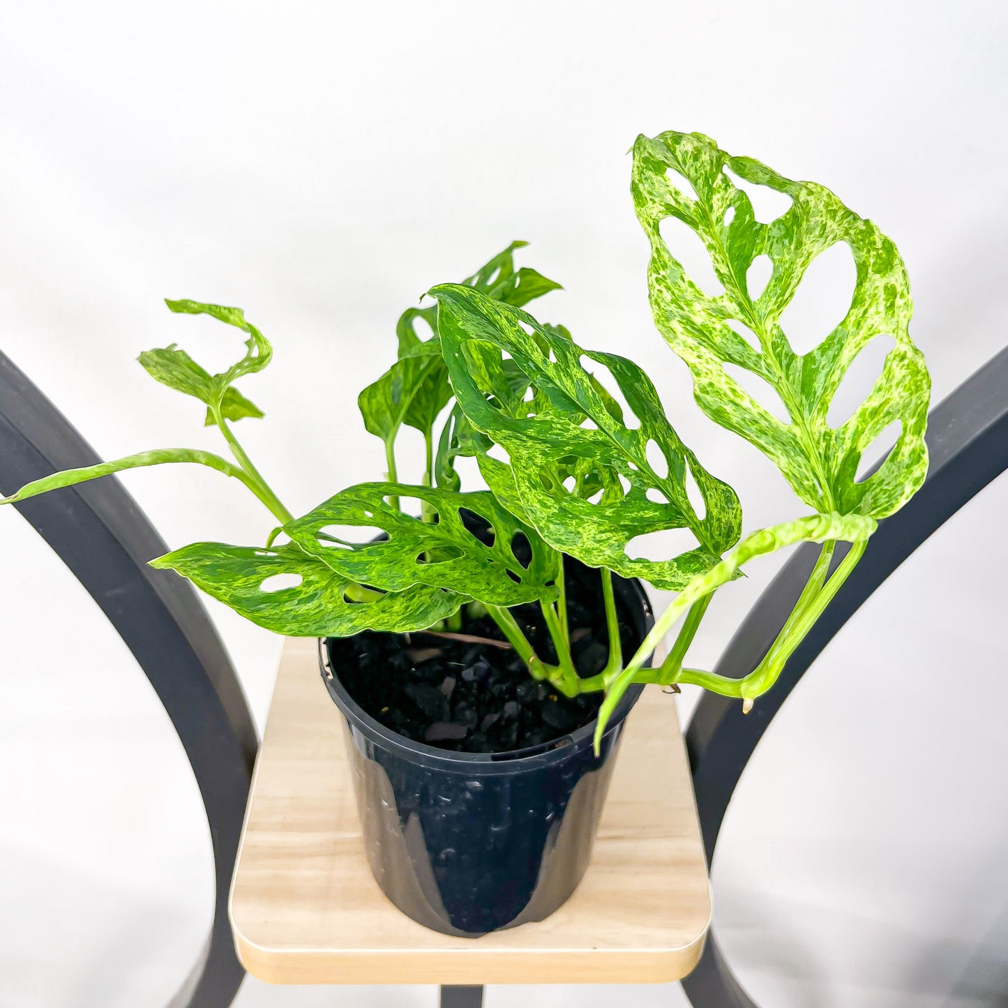 Monstera Adansonii Mint Variegated | The Plant Boys